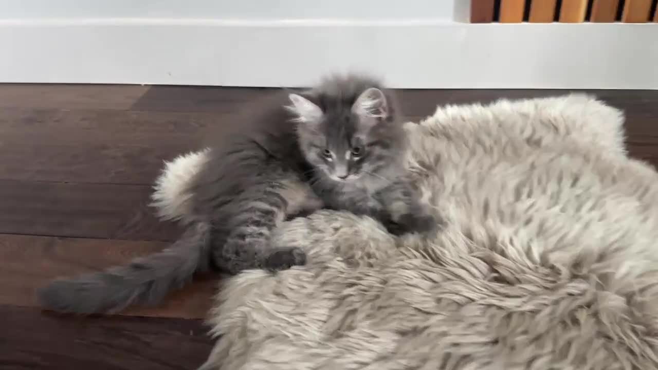 Maine Coon cats for sale: Beautiful Maine Coon Kittens for Sale - Video 4