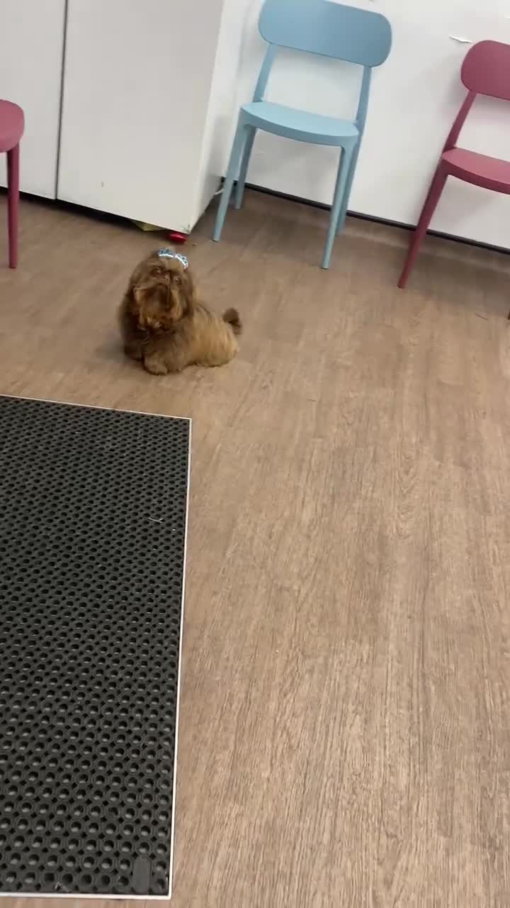 Shih Tzu dogs for stud: Bumble imperial Shihtzu for stud (Proven) in Liverpool - Video 1