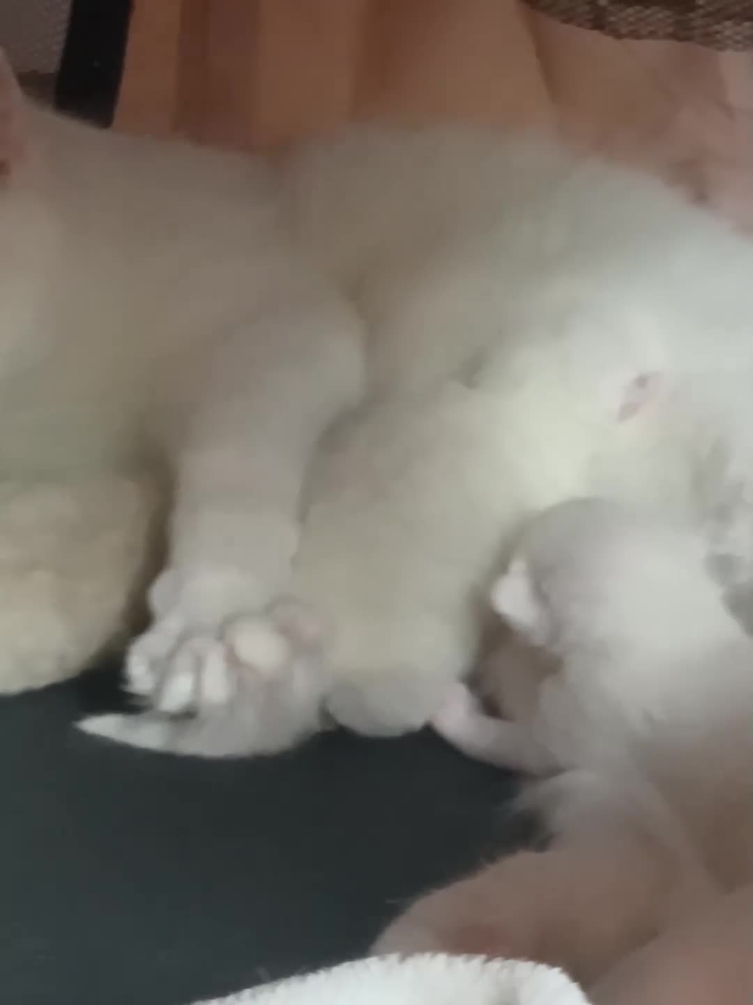 Turkish Angora cats for sale: Turkish angora x Ragdoll kittens - Video 1