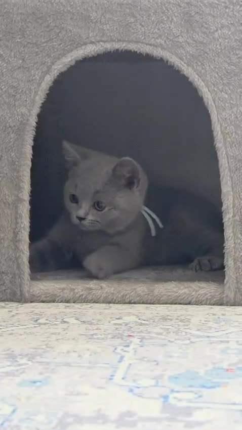 British Shorthair cats for sale: British Shorthair Lilac & Grey Blue Cute Kittens  - Video 4