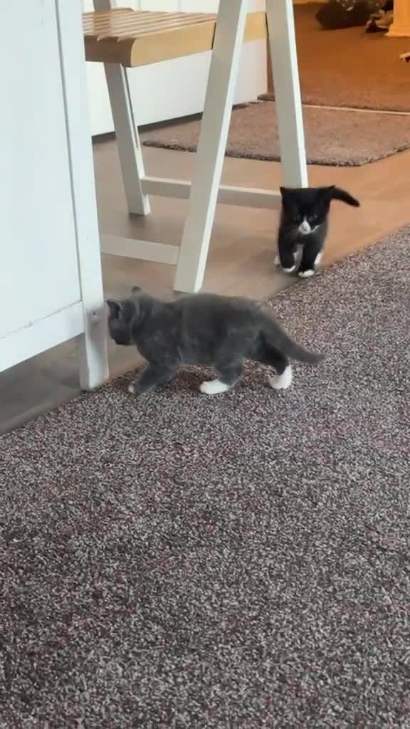 British Shorthair cats for sale: British Shorthair Cross - Video 2