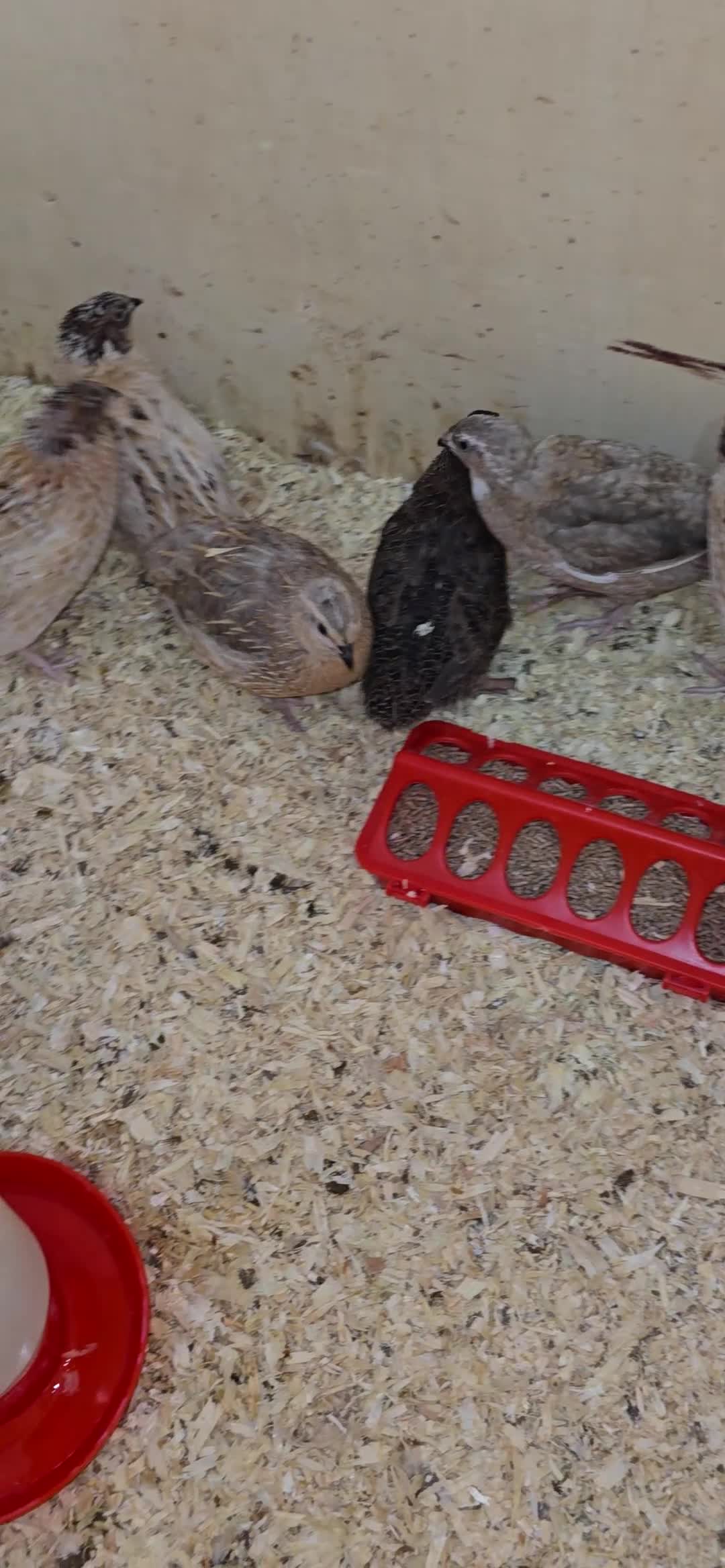 Quail poultry for sale: Beautiful Mixed Colour Coturnix Quail Males - Video 1