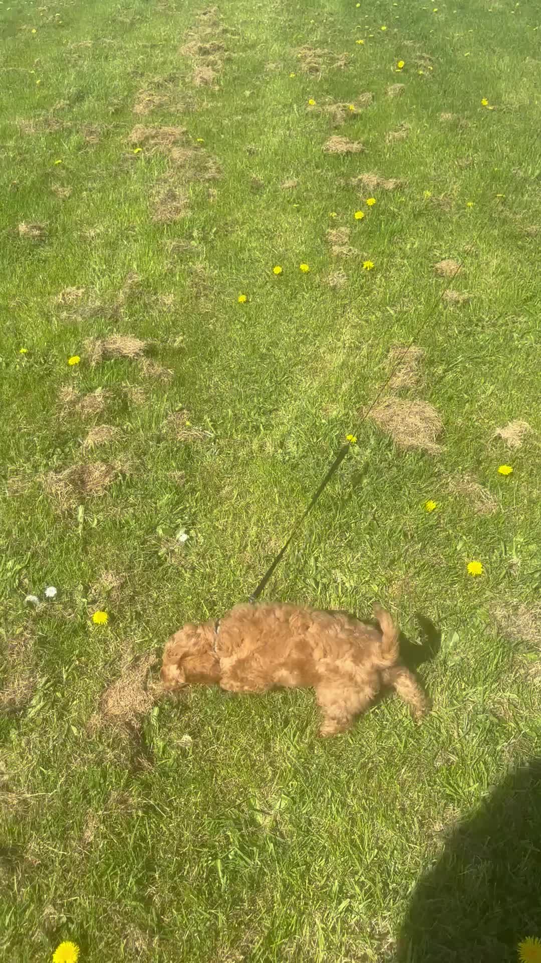 Mixed Breed dogs for sale: Fb1 cockapoo for sale - Video 2