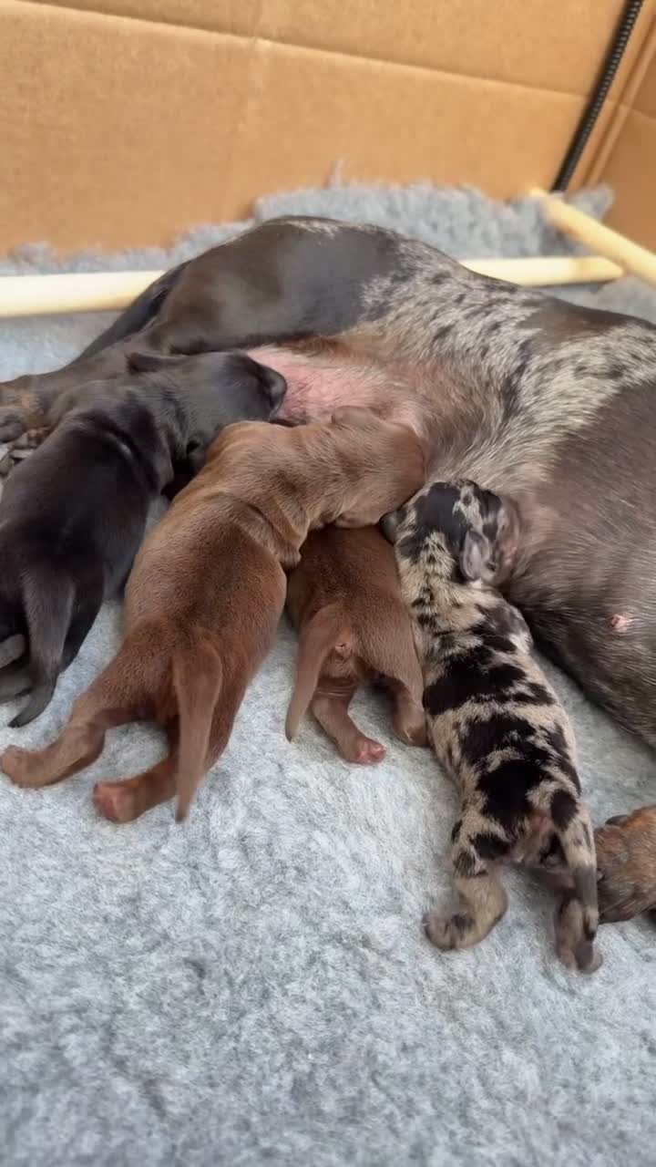 Miniature Dachshund dogs for sale: True Miniature Dachshund Puppies, Ready InDecember - Video 2