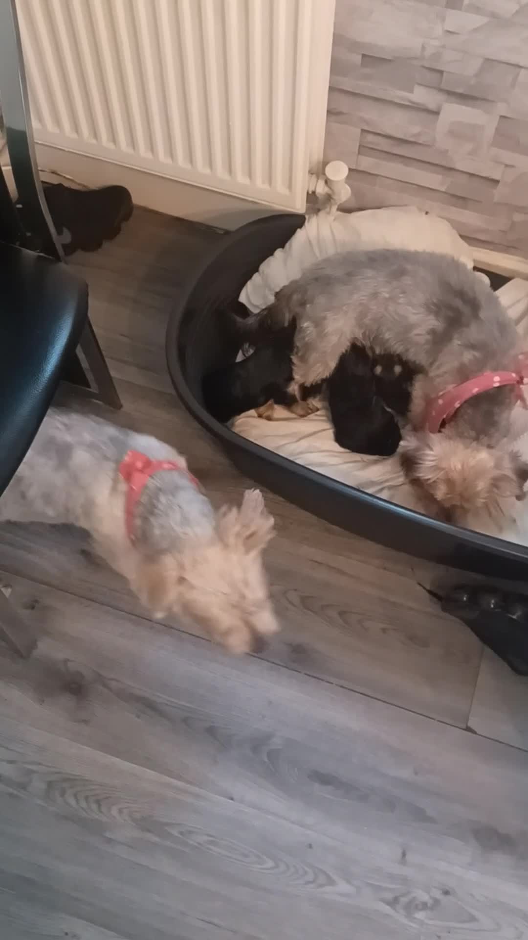Yorkshire Terrier dogs for sale: Yorkshire terrier pupys - Video 1