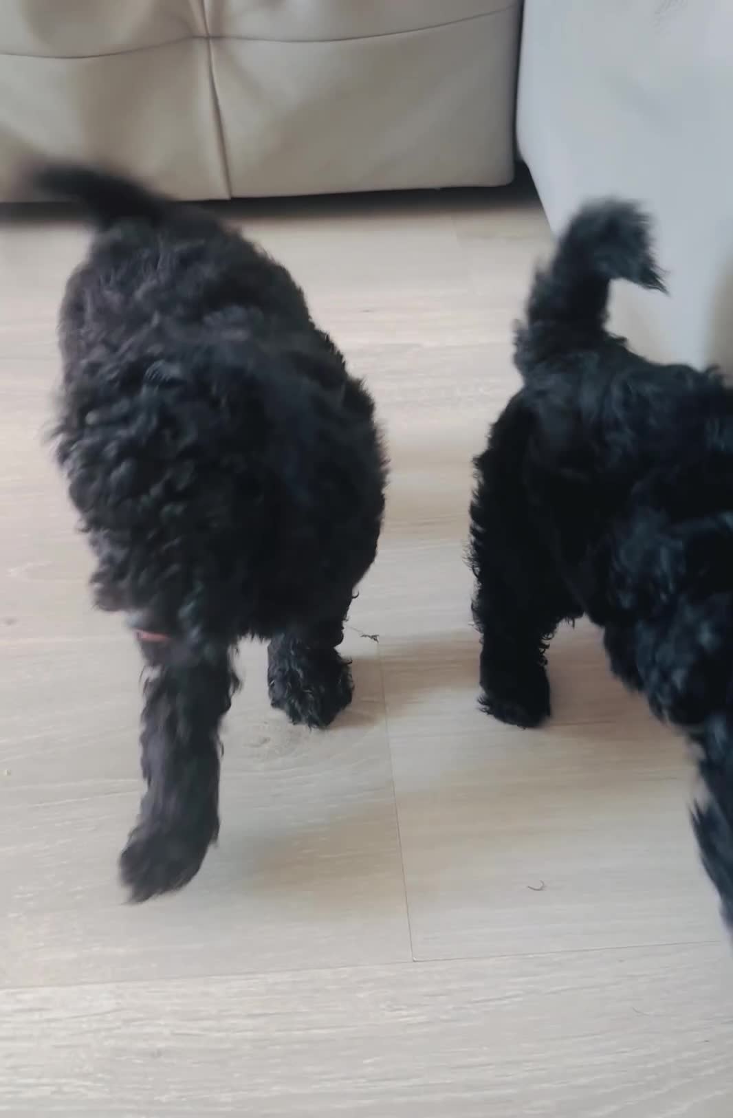 Toy Poodle dogs for sale: Pure Black Toy Poodles Puppies £700  - Video 4