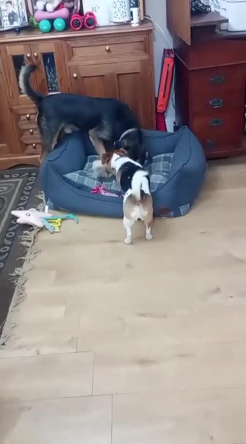 Mixed Breed dogs for sale: Ronnie & Reggie   - Video 1