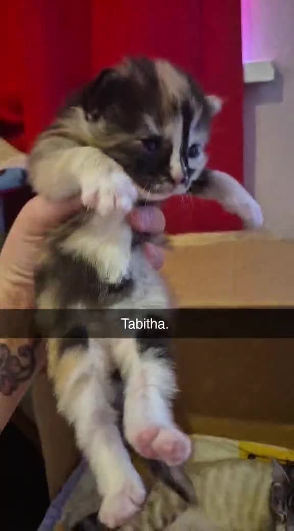 Mixed Breed cats for sale: Kittens  - Video 1