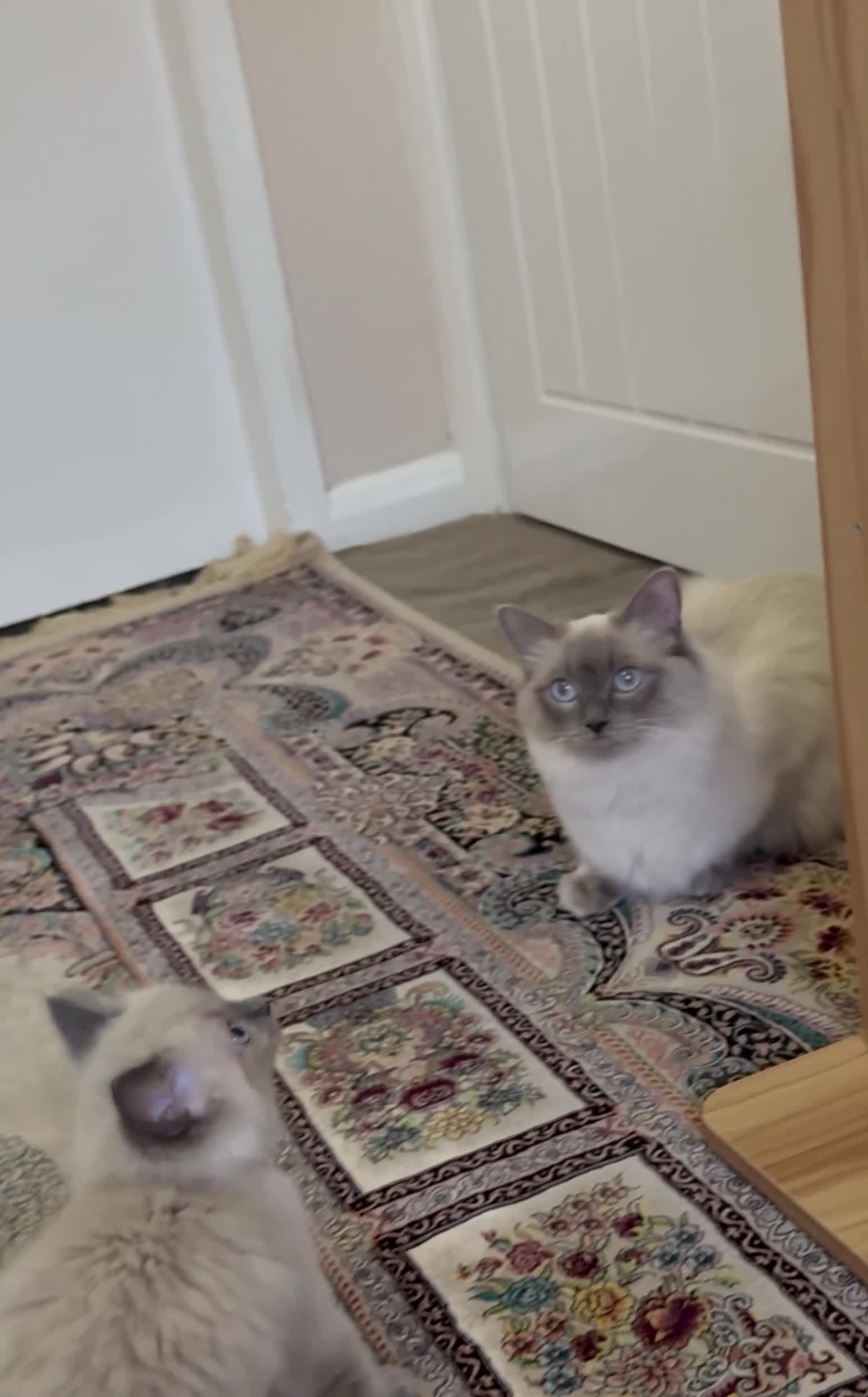 Ragdoll cats for sale: Beautiful fluffy ragdoll kittens - Video 4