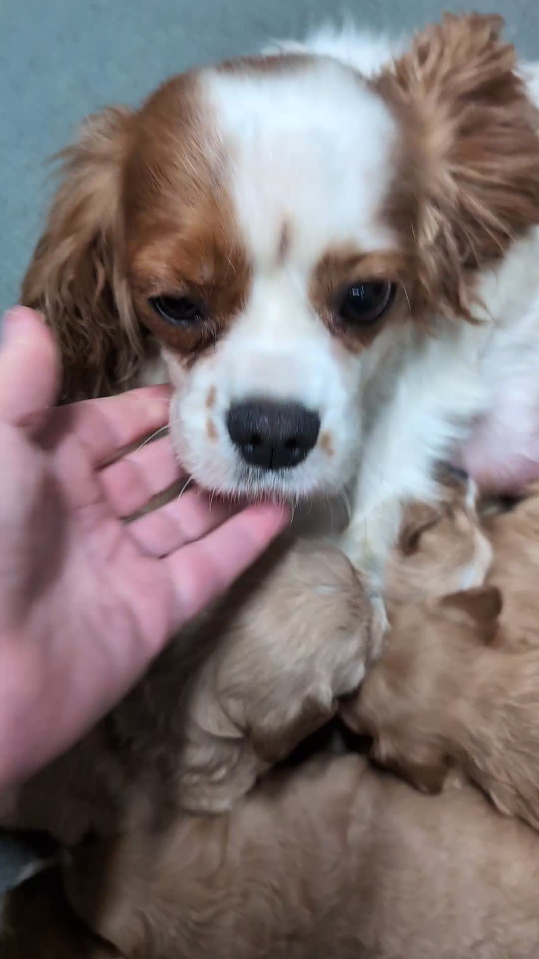 Cavapoo dogs for sale: Quality & Beautiful F1 Cavapoo DNA clear puppies - Video 2