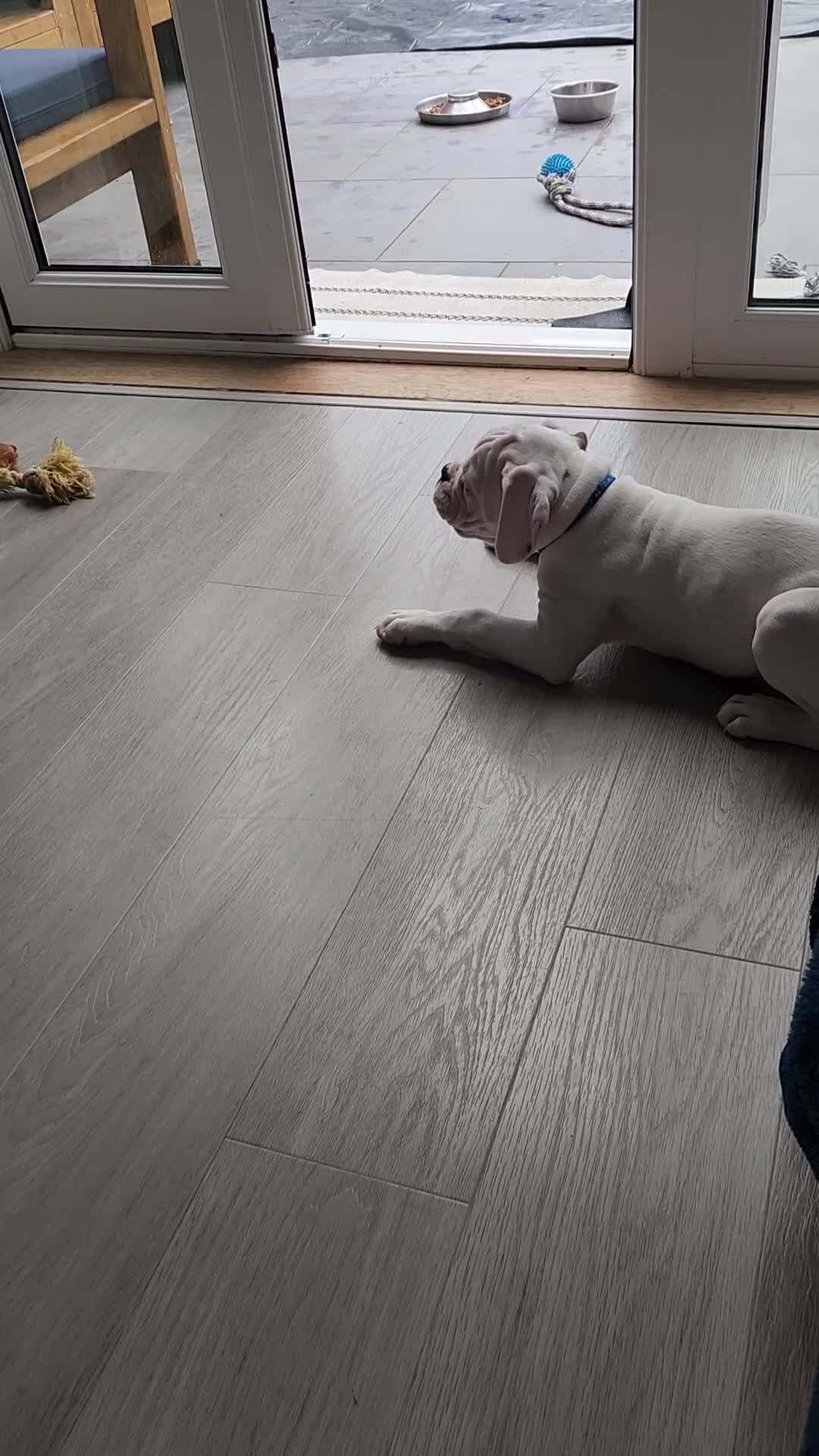 Boxer dogs for sale: KC REGISTERED Puppies-1x Gourgess Puppy available - Video 1