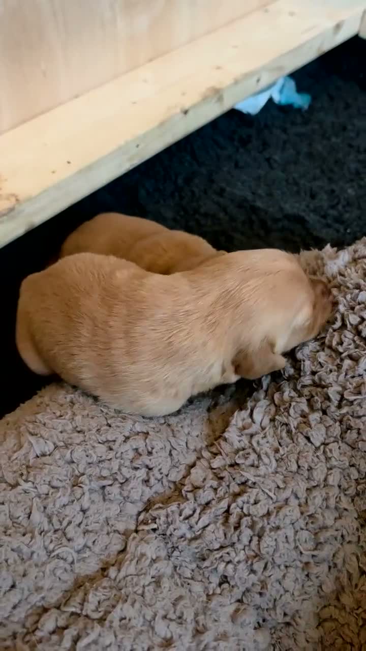 Labrador Retriever dogs for sale: Fox red labrador puppies for sale in Ilkeston - Video 1