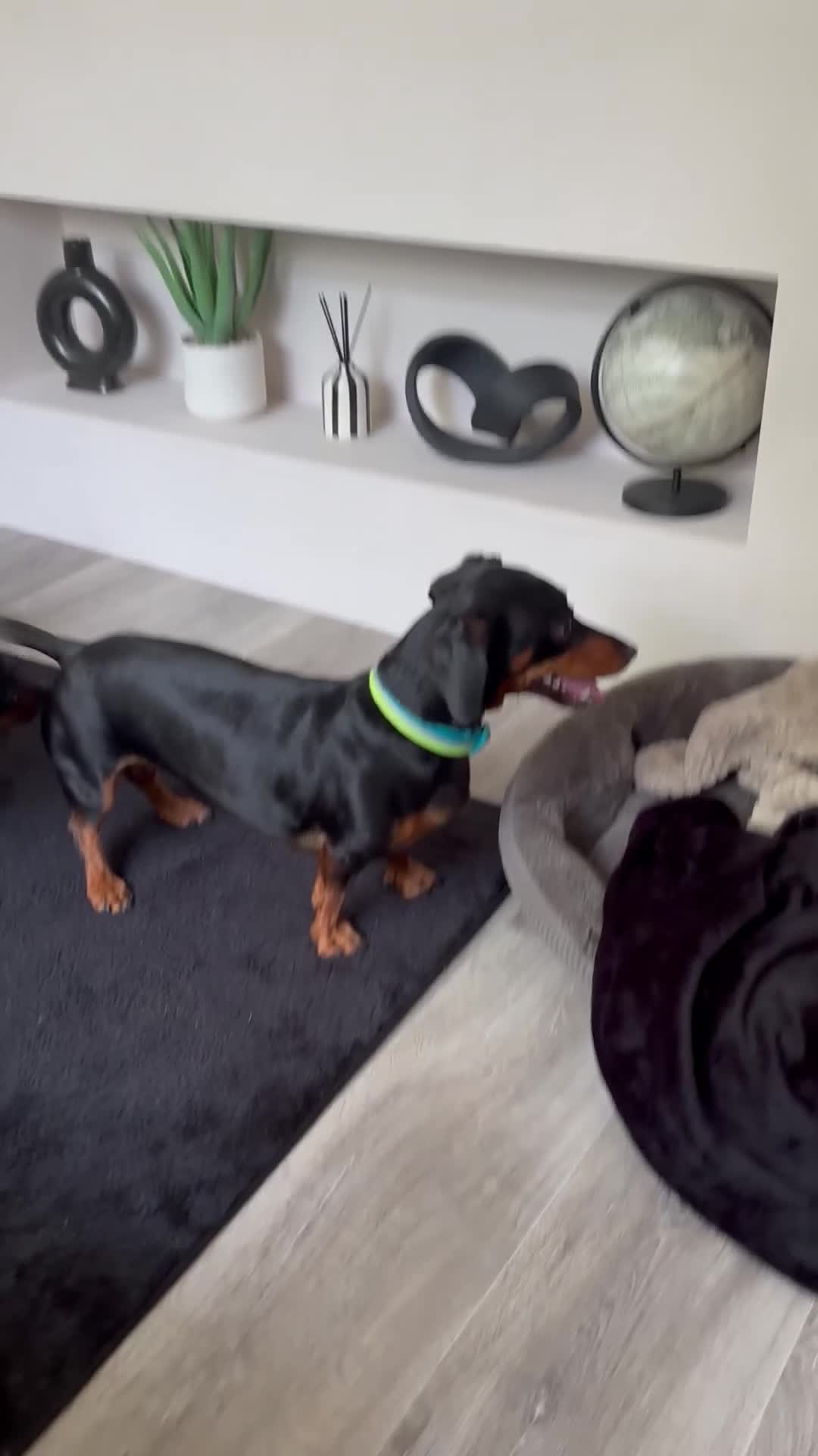 Dachshund dogs for sale: Meet Milo Black and Tan dachshund  in Ramsgate - Video 2