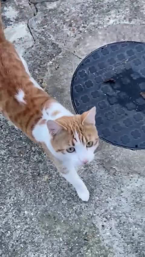 Mixed Breed cats for adoption: Thomas - Video 1