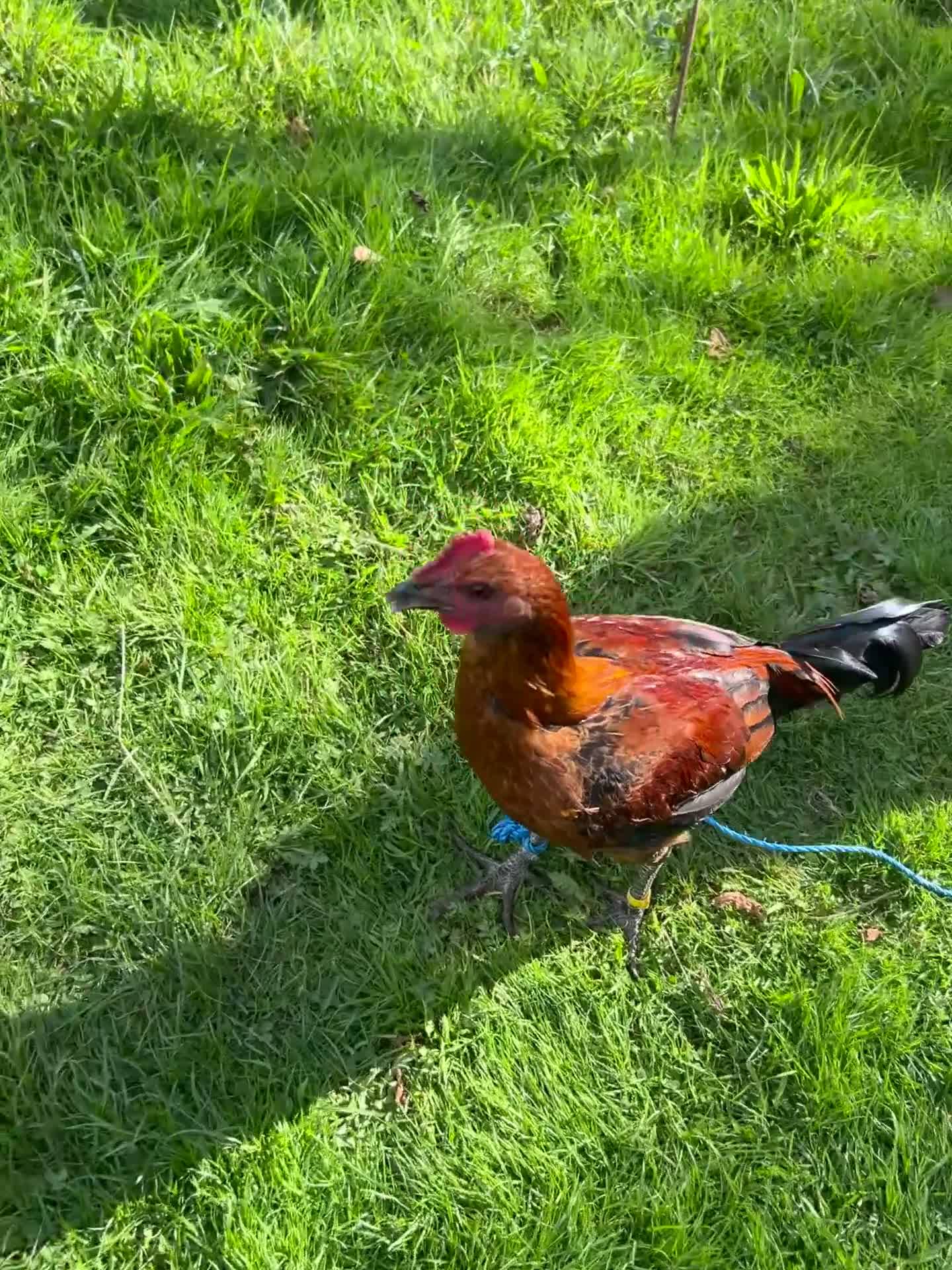 Chickens poultry for sale: Old english gamefowl stag - Video 2