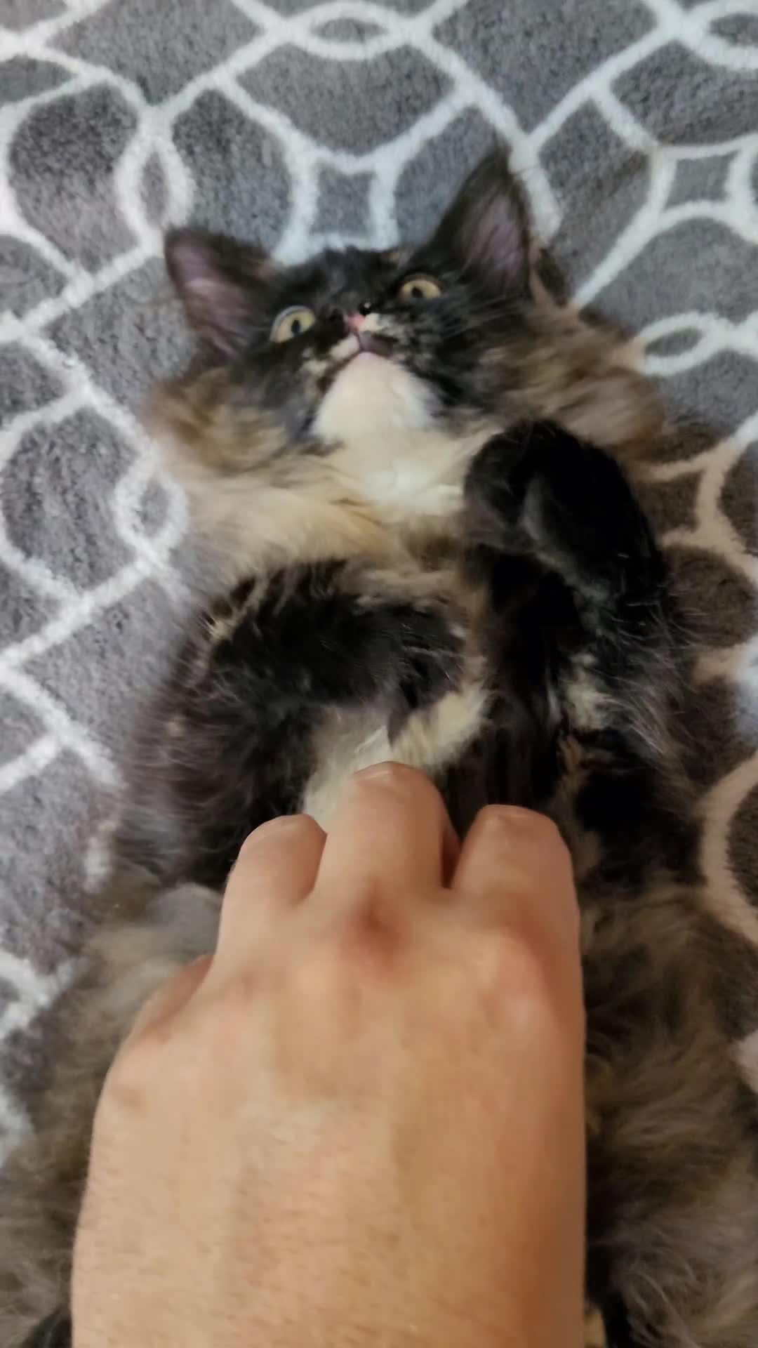 Maine Coon cats for sale: STANNING KITTENS, READY TO GO, GCCF REGISTERED  - Video 2