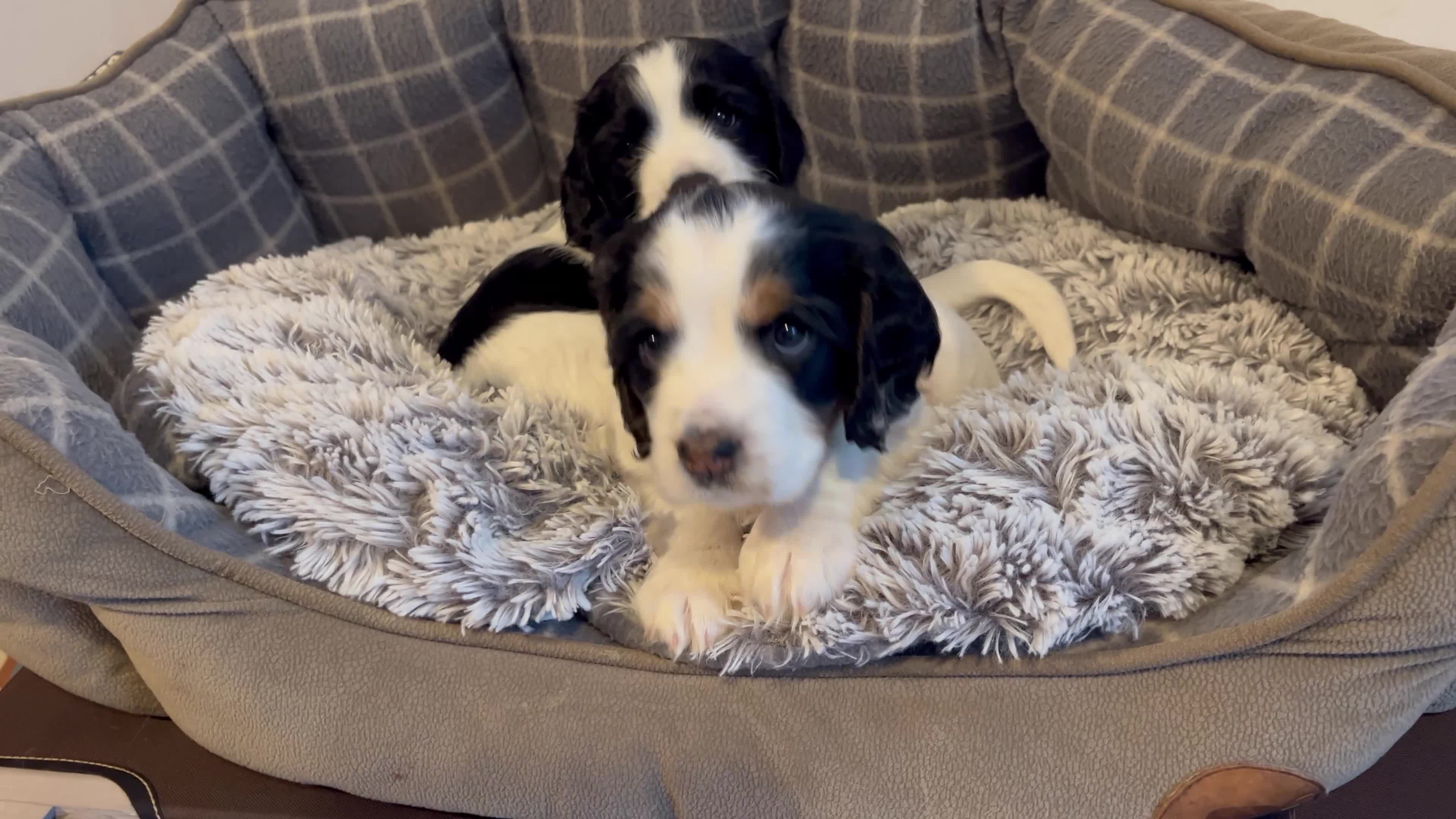 Cocker Spaniel dogs for sale: Working cocker spaniel pups - Video 1