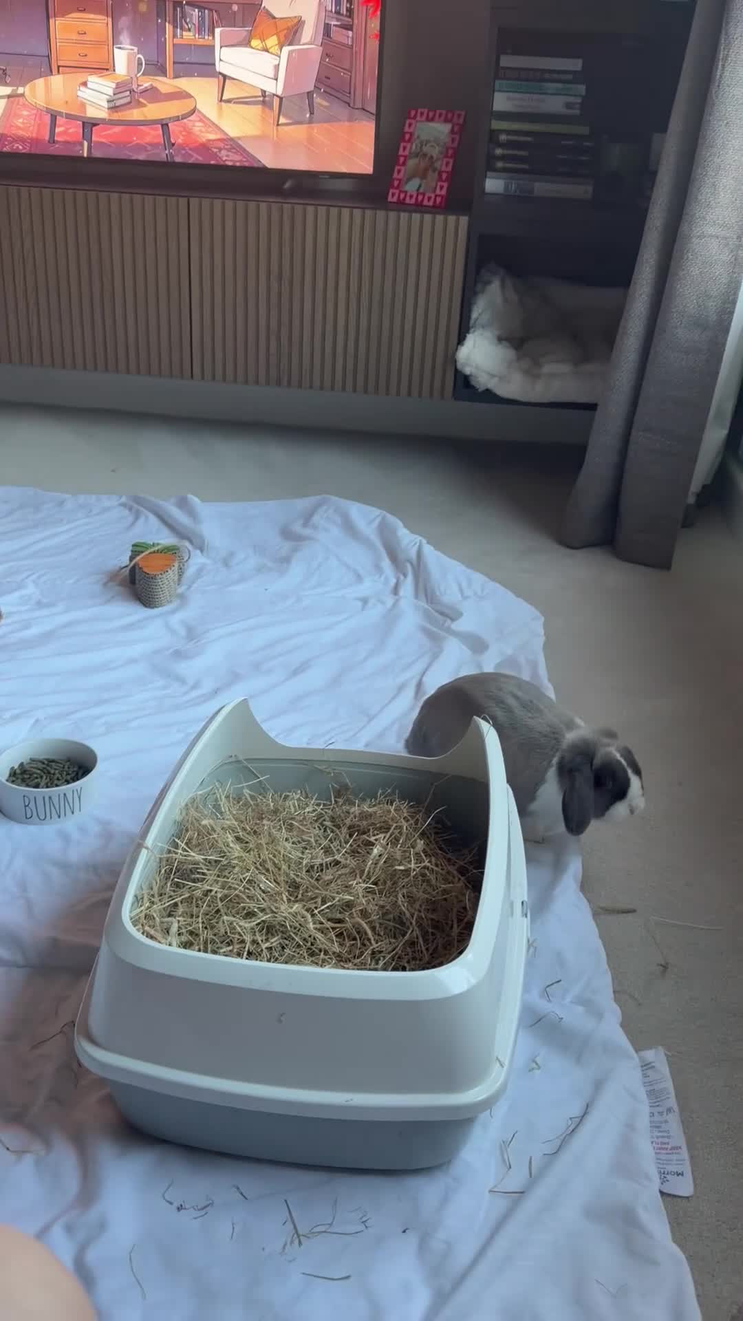 Mini Lop rabbits for sale: Mini lop Boy looking for forever home 💙 in Warrington - Video 1