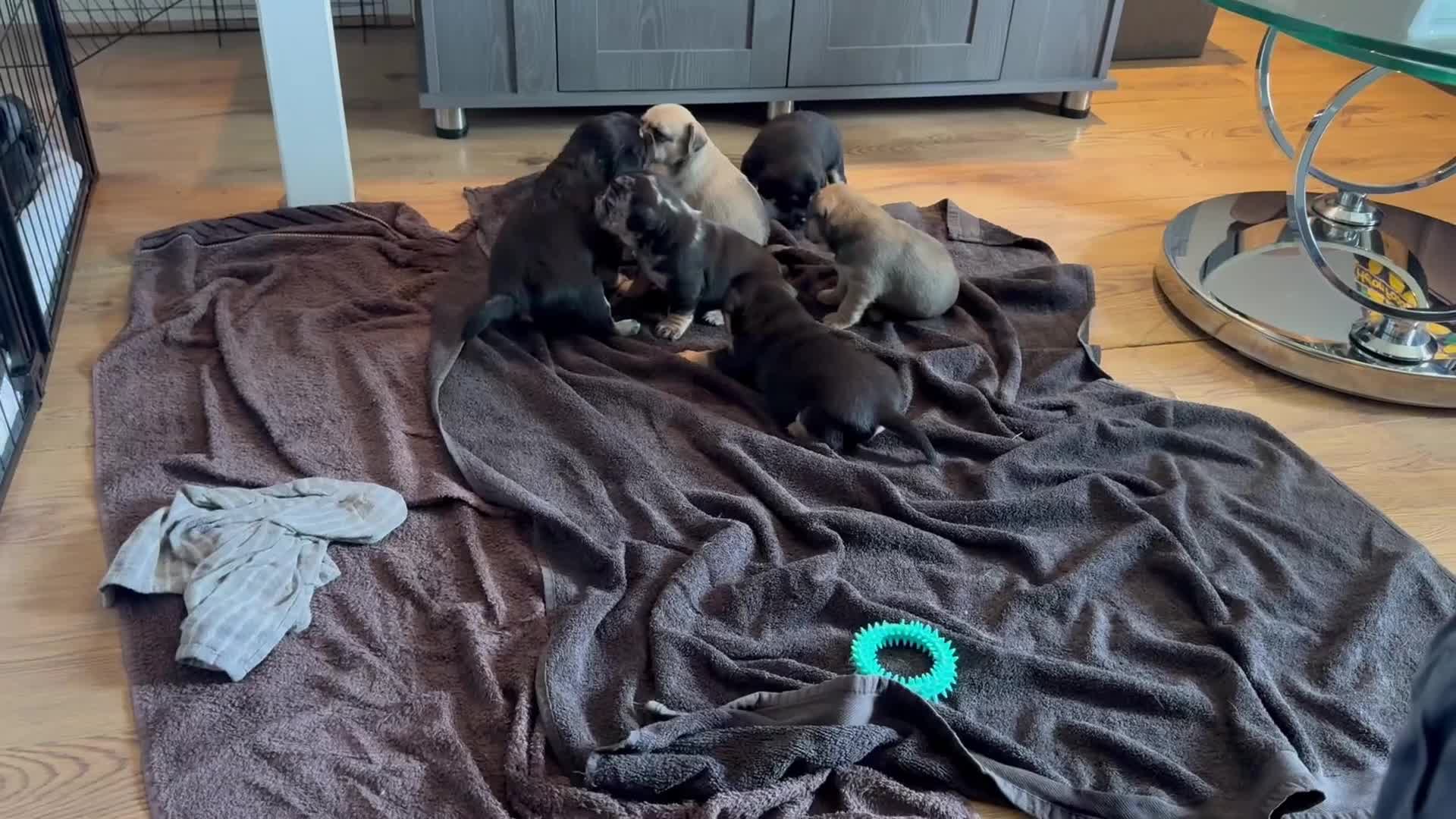 Mixed Breed dogs for sale: French Bulldog/Manchester Terrier hybrid. - Video 4