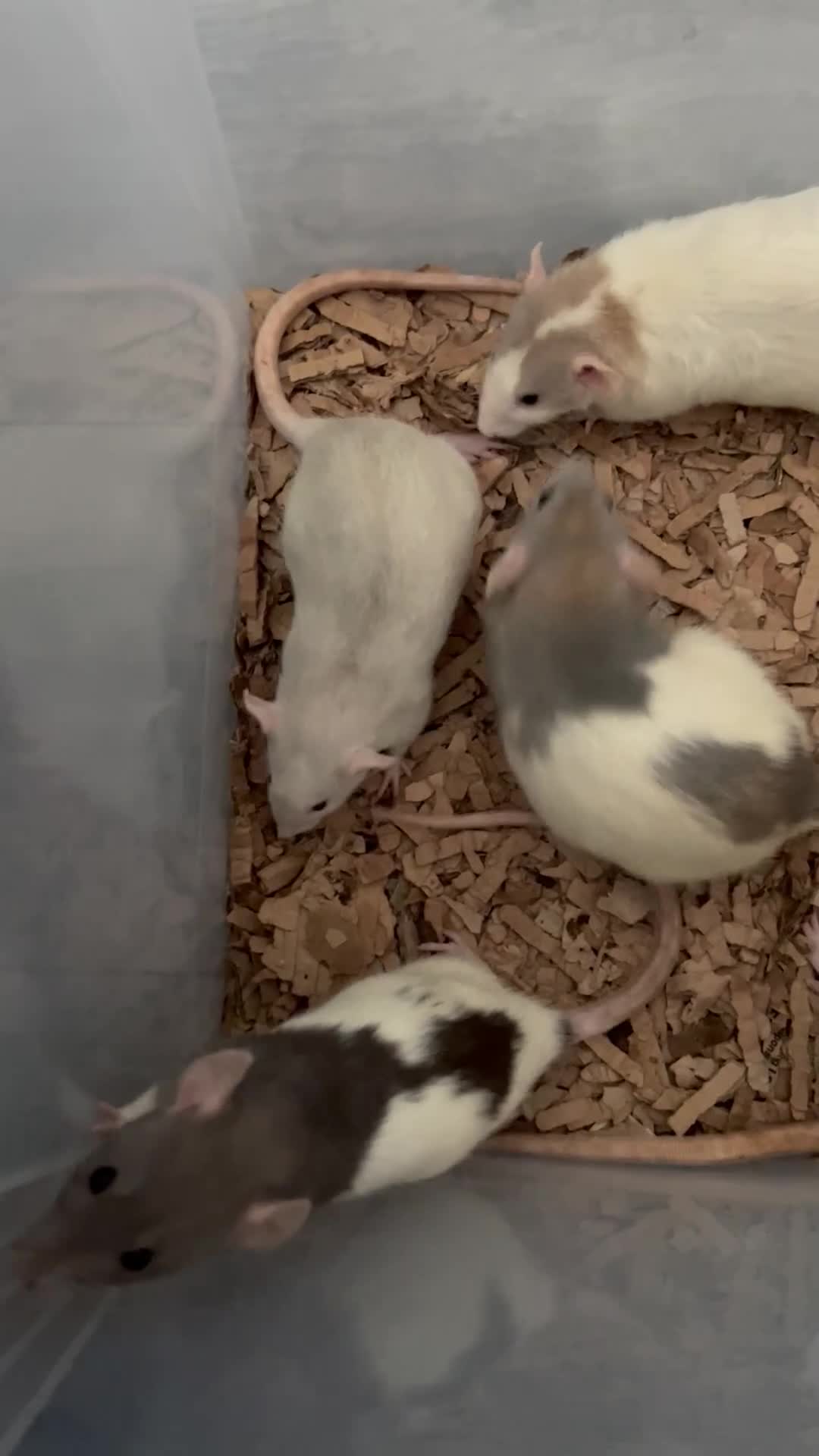 Rat rodents for sale: Older Dumbo Rats 5+months Male and Female  - Video 1