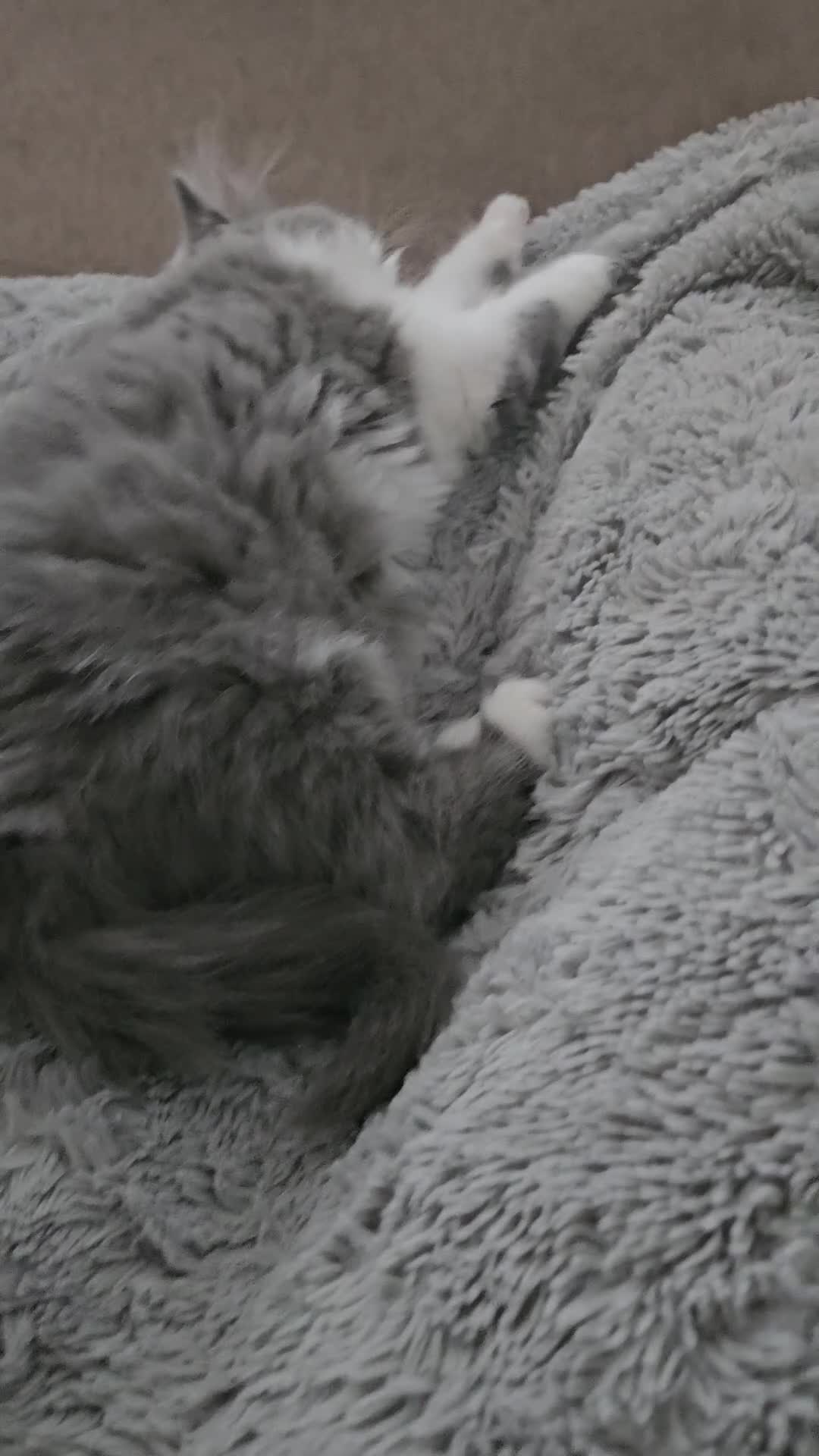 Persian cats for sale: Stuning Persian Girls - Video 2