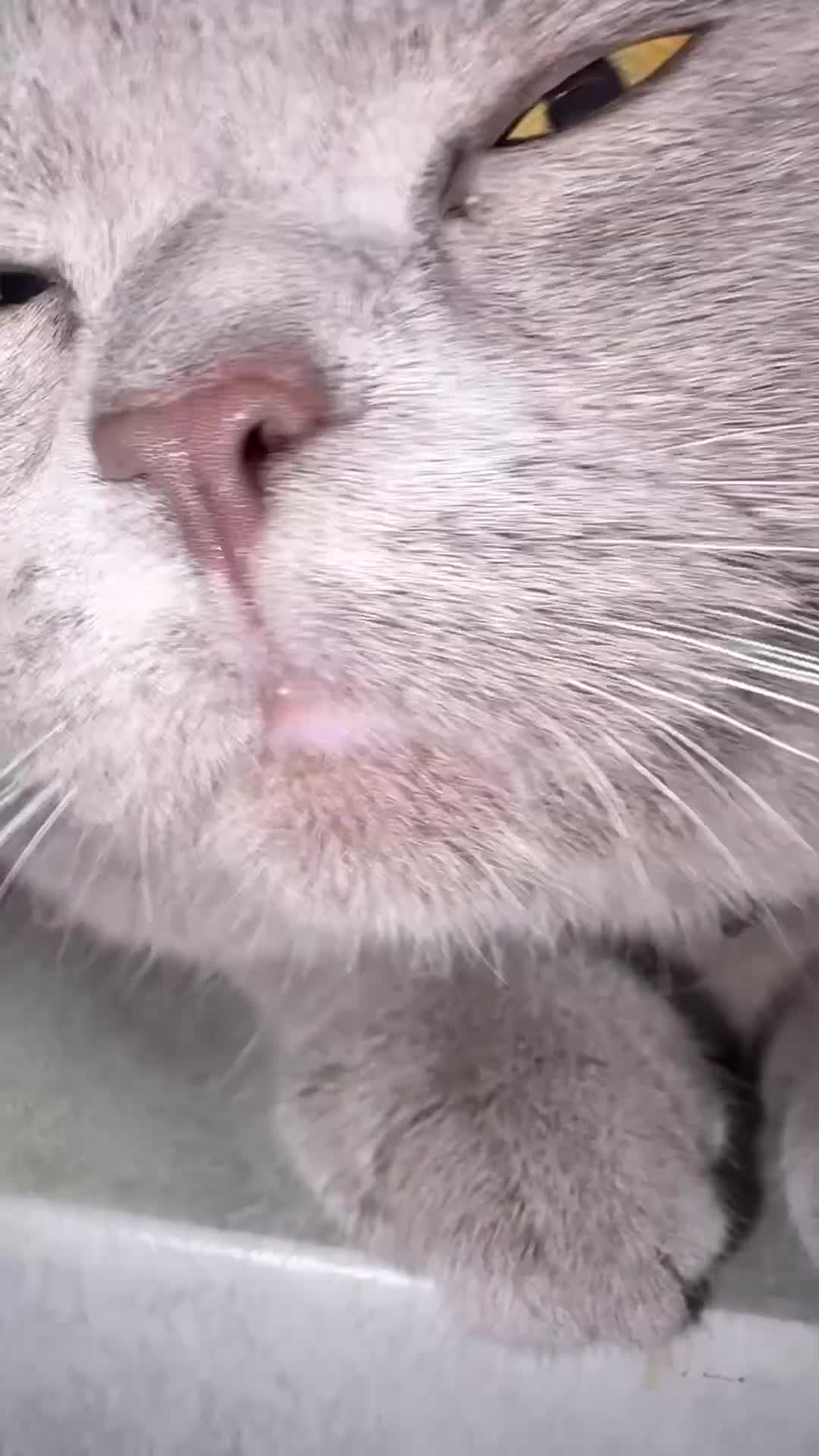 British Shorthair cats for stud: 🐻Gorgeous lilac Bsh stud 🐻 - Video 1