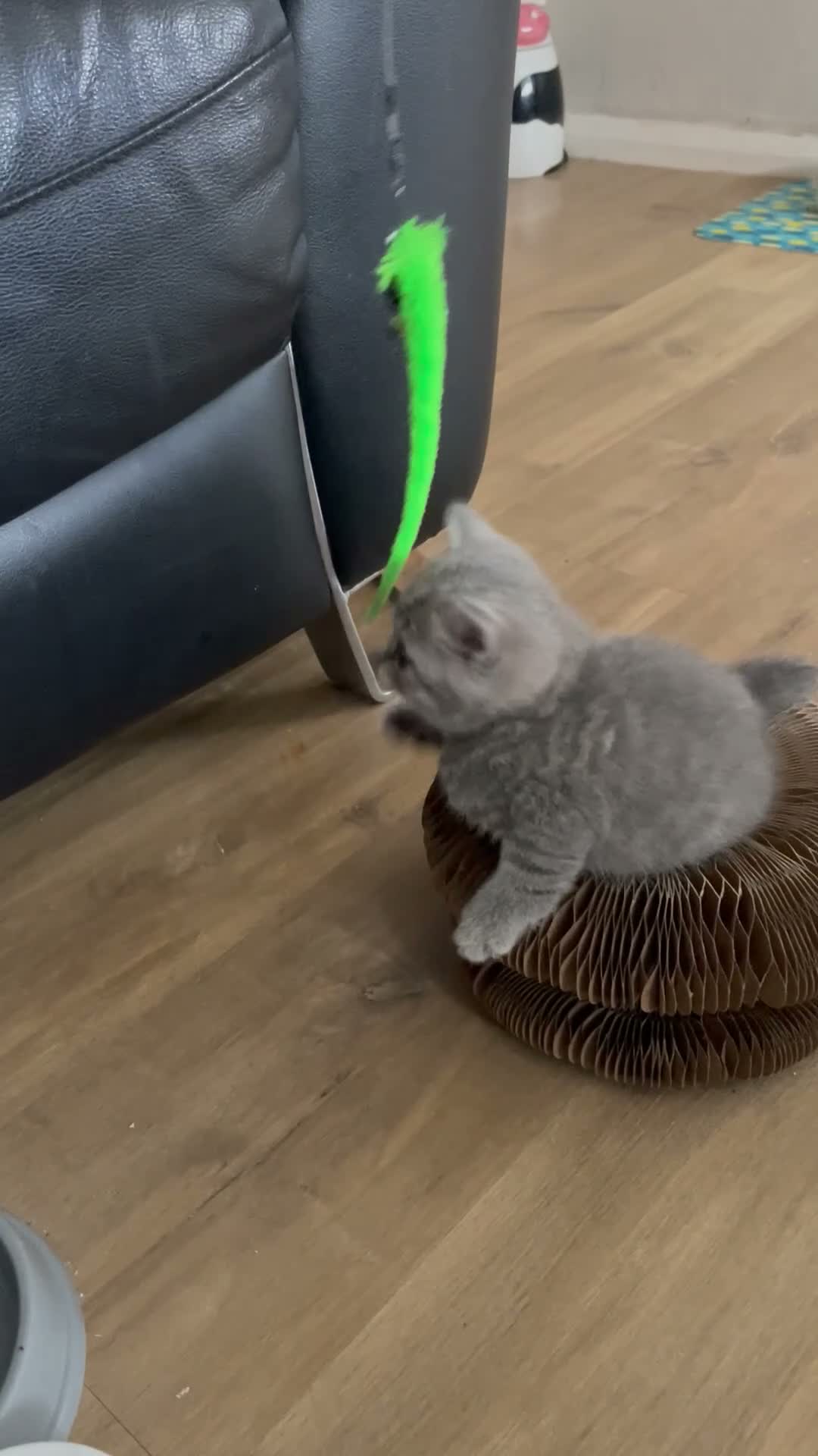 British Shorthair cats for sale: British shorthair kittens - Video 1