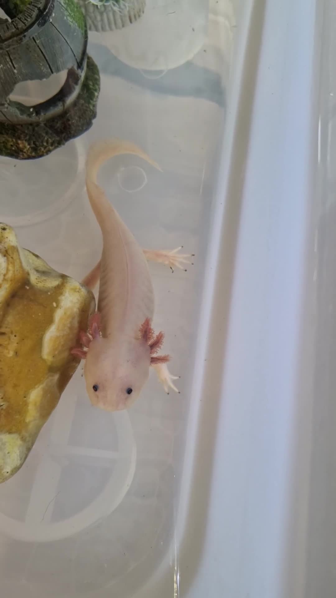 Axolotl reptiles for sale: Axolotl (wild & Leucistic) - Video 3