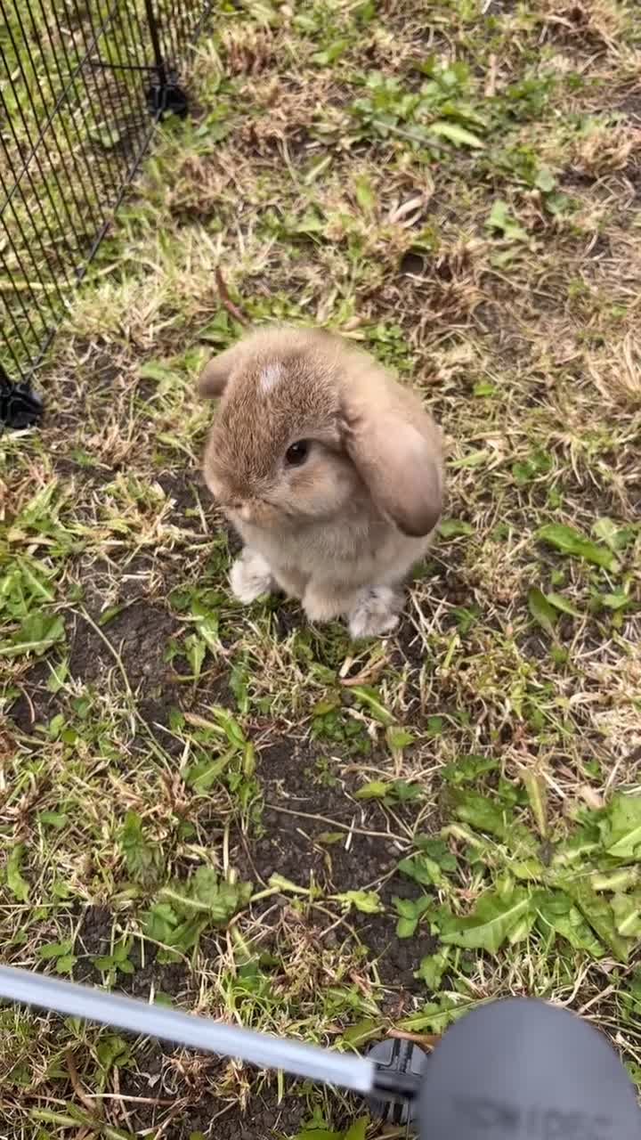 Mini Lop rabbits for sale: Mini Lop Bunny  in Houghton le Spring - Video 1