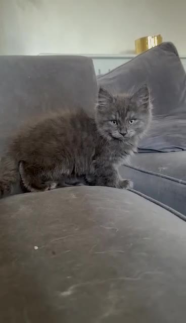 Maine Coon cats for sale: Beautiful Mainecoon kittens  - Video 1