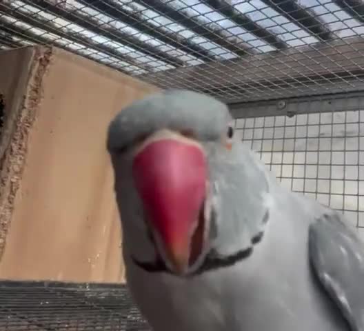 Ringnecks birds for sale: Beautiful male grayish ringneck talking parrot  - Video 1