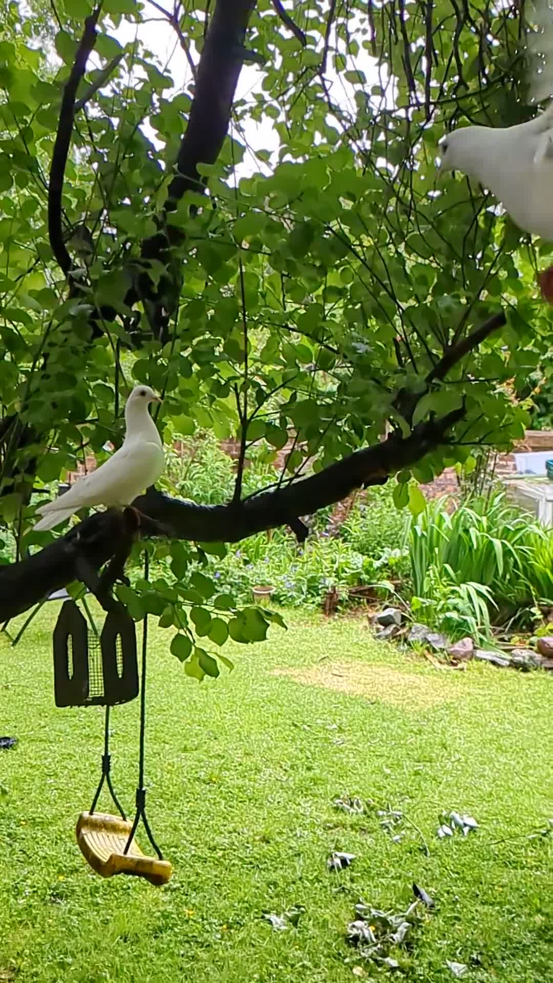 Doves birds for sale: Doves - Video 1