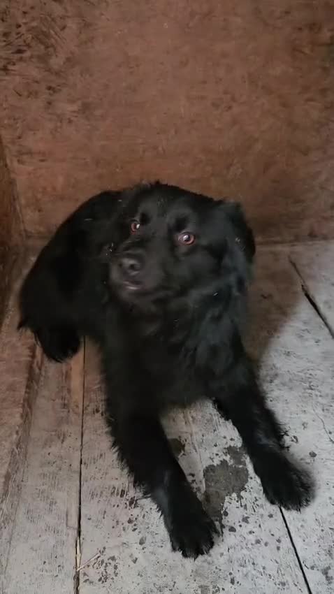 Mixed Breed dogs for adoption: 💙MARTINEL💙 - a Beautiful Soul for a Loving Home - Video 1