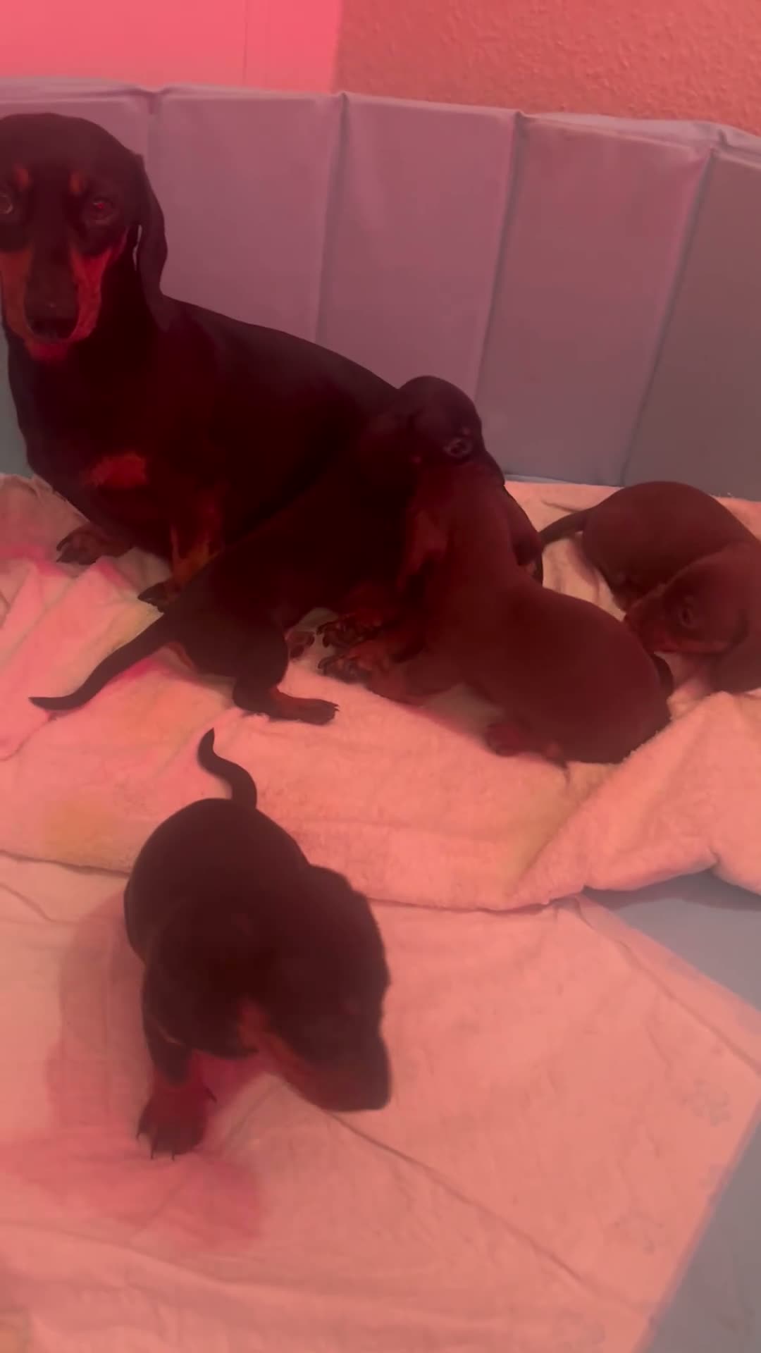 Miniature Dachshund dogs for sale: Miniature Dachshund Puppies for Sale in Somerton - Video 2
