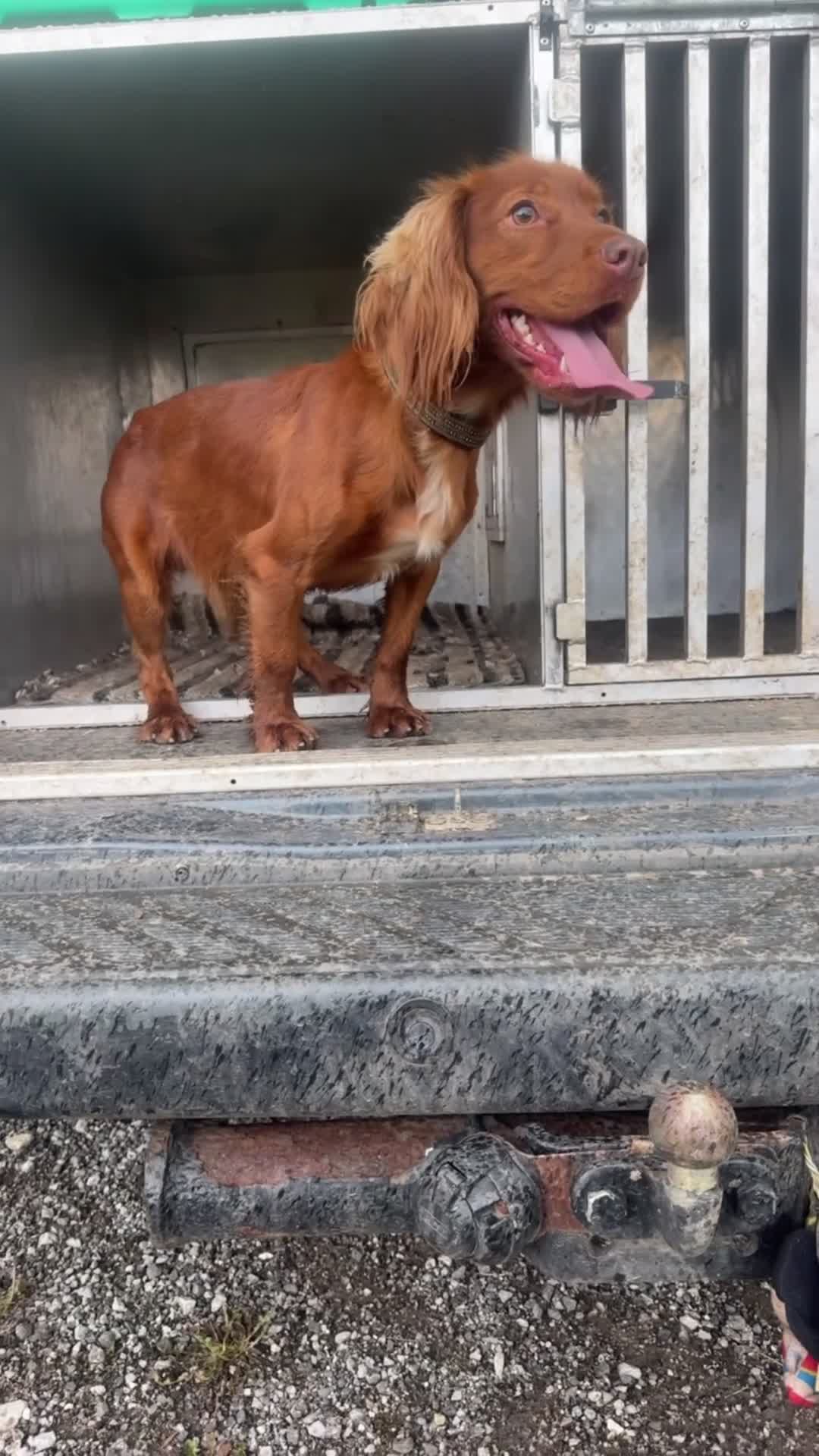 Cocker Spaniel dogs for sale: Working Cocker Spaniel  - Video 3