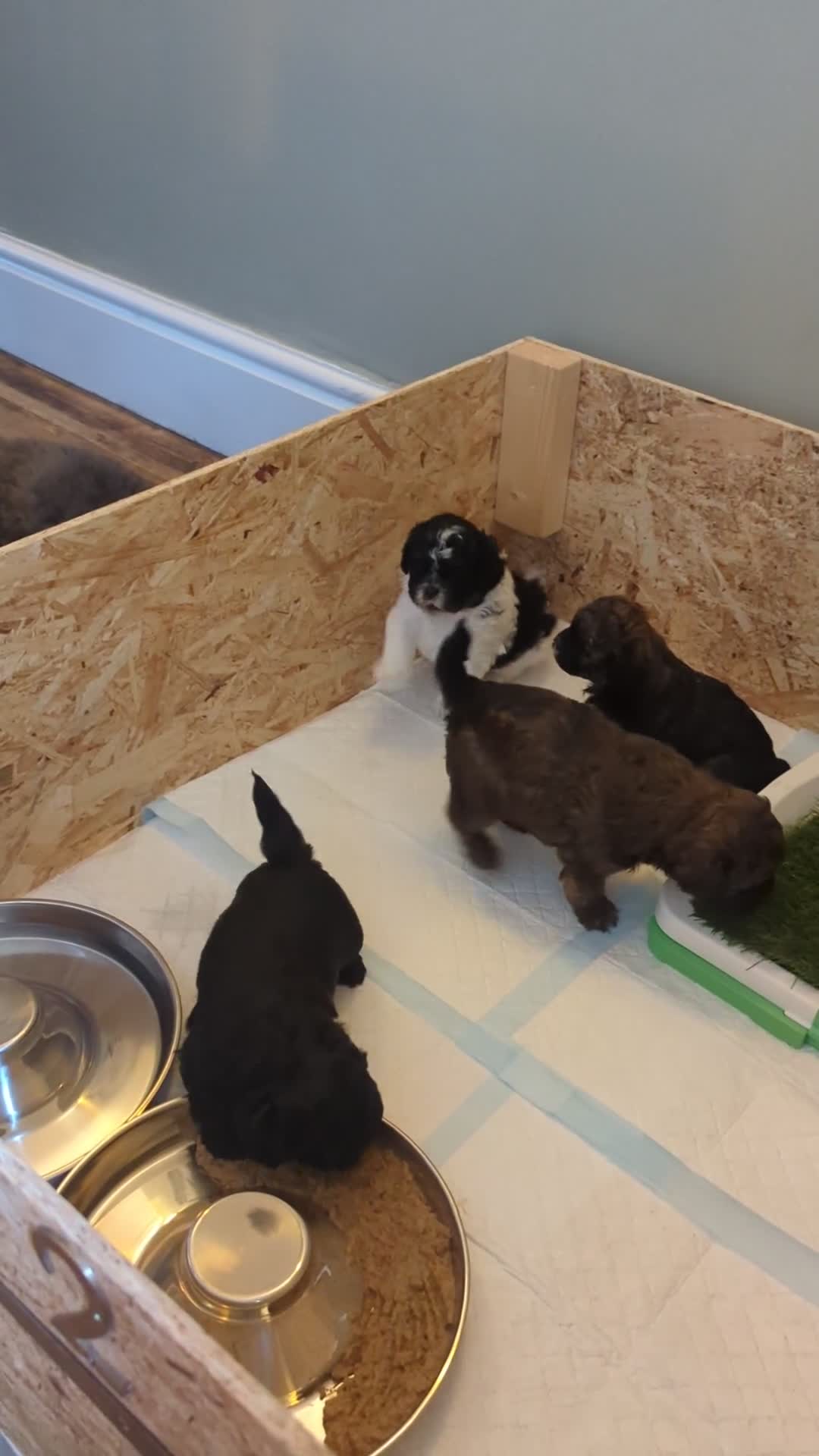 Shihpoo dogs for sale: F2 shihpoo puppies. - Video 1