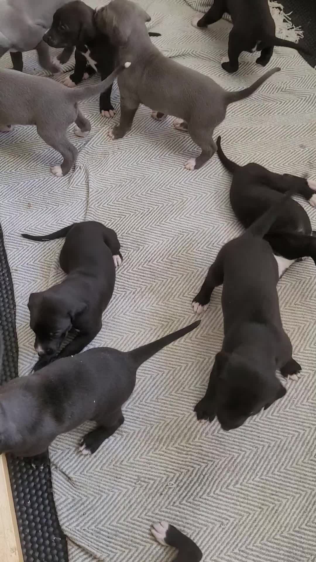 Greyhound dogs for sale: Greyhound x Lurcher Pups  - Video 2