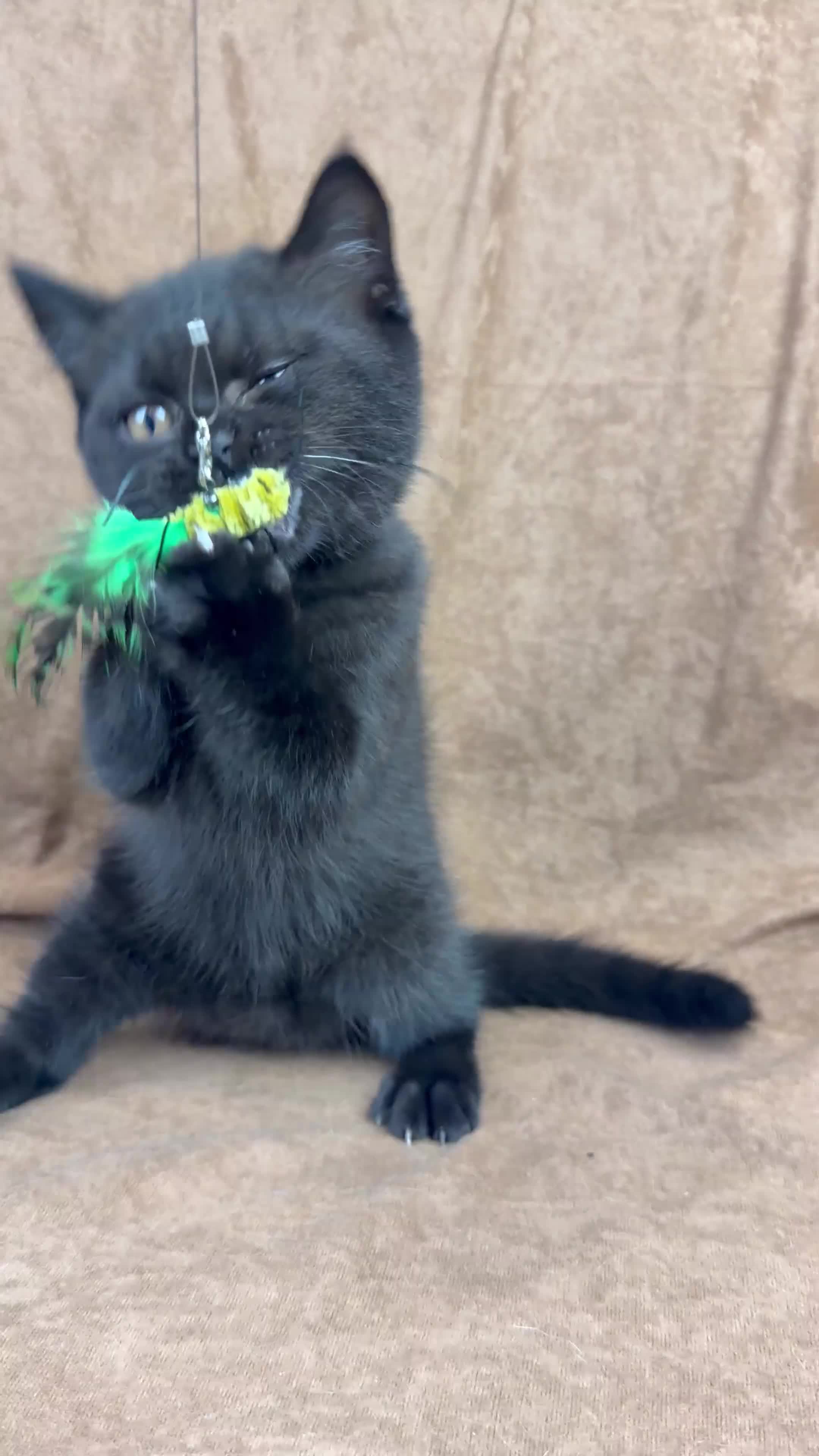 British Shorthair cats for sale: Health tested GCCF British Shorthair male  - Video 1