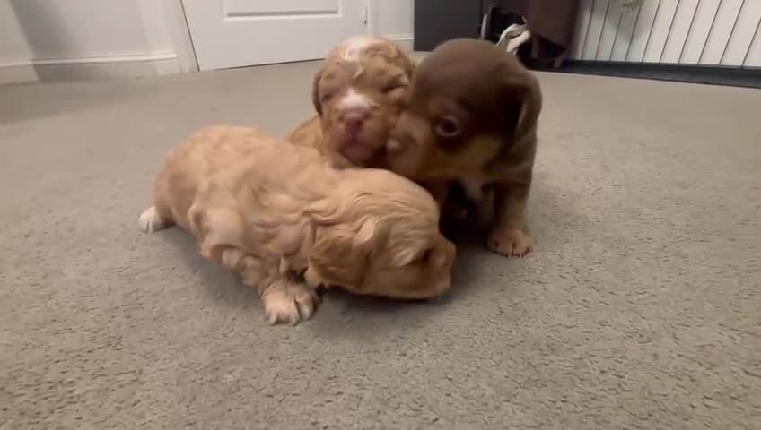 Mixed Breed dogs for sale: Cockapoochi Puppies - Video 1