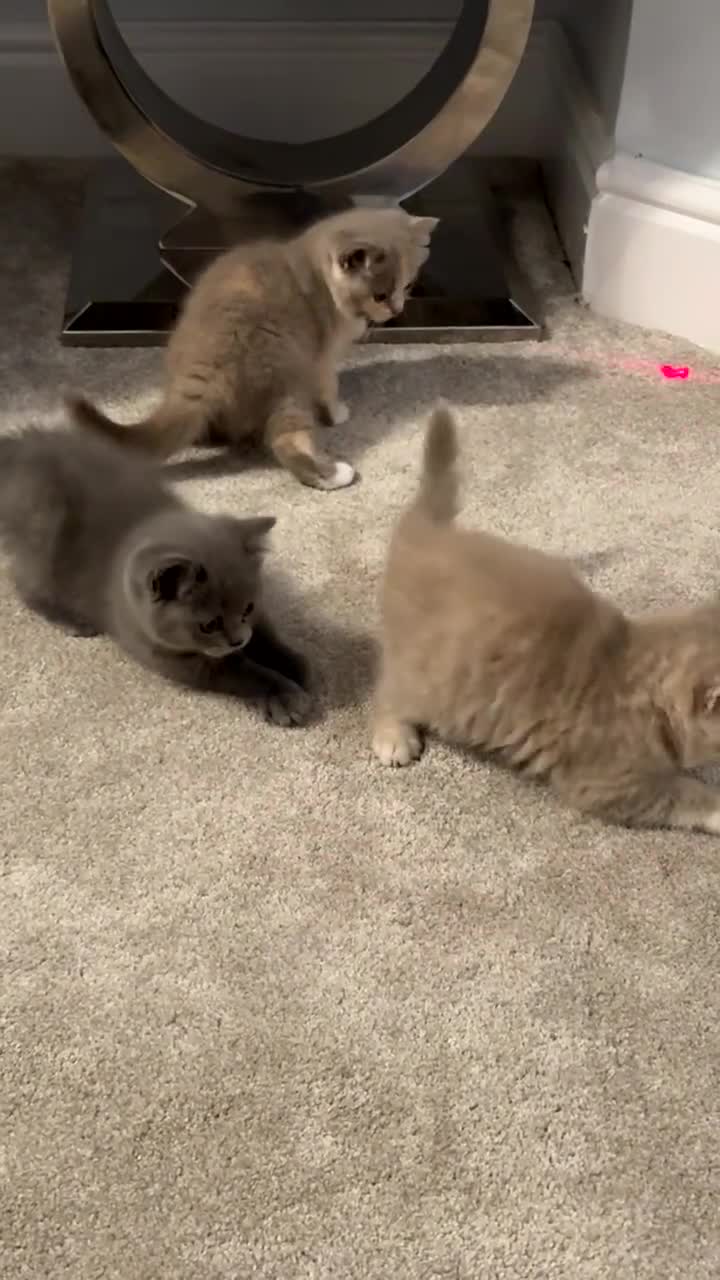 British Shorthair cats for sale: Adorable BSH Kittens Ready for Their Forever Homes - Video 2