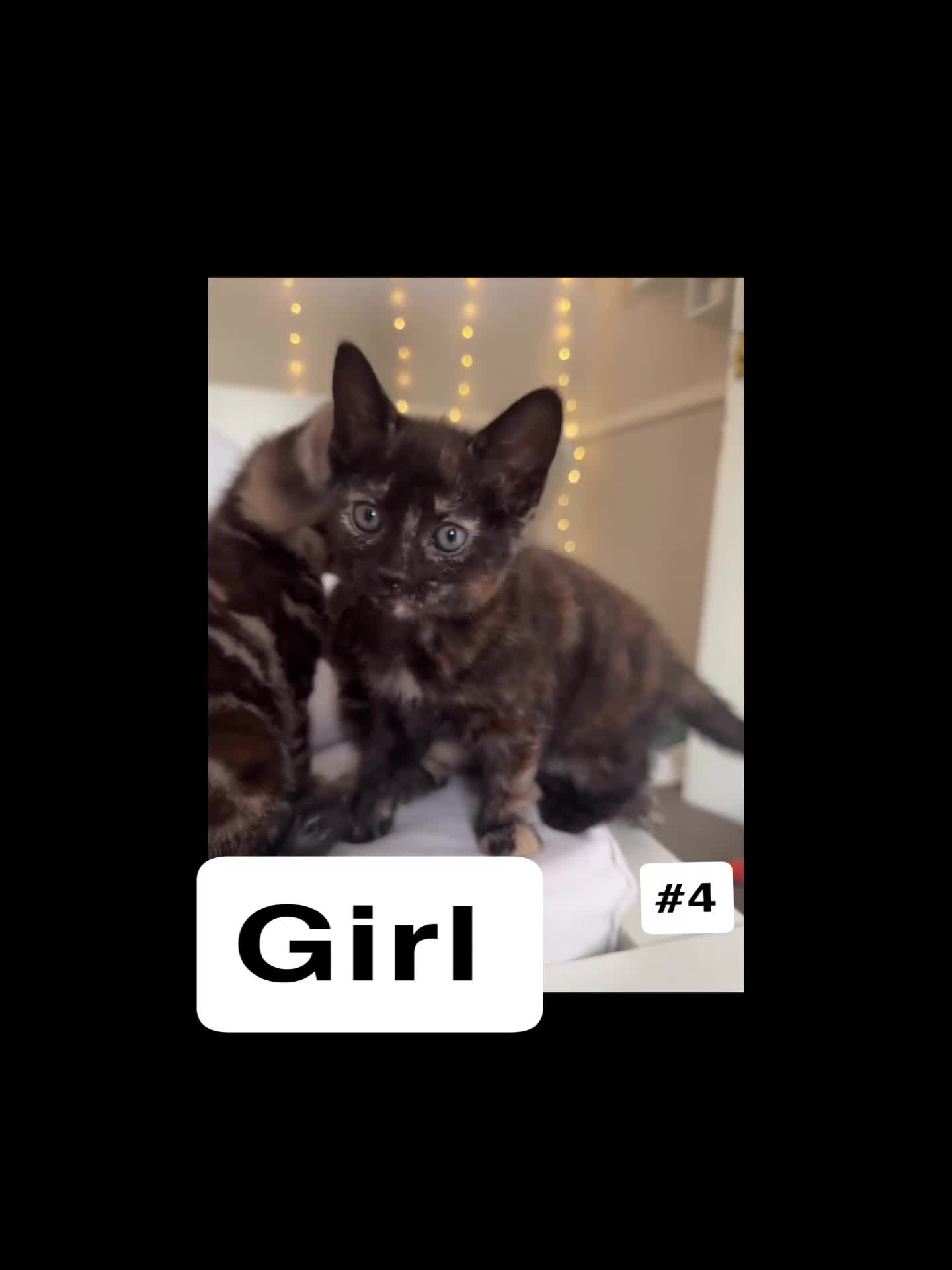 British Shorthair cats for sale: 7 Beautiful Kittens Looking for Their Forever Home - Video 3