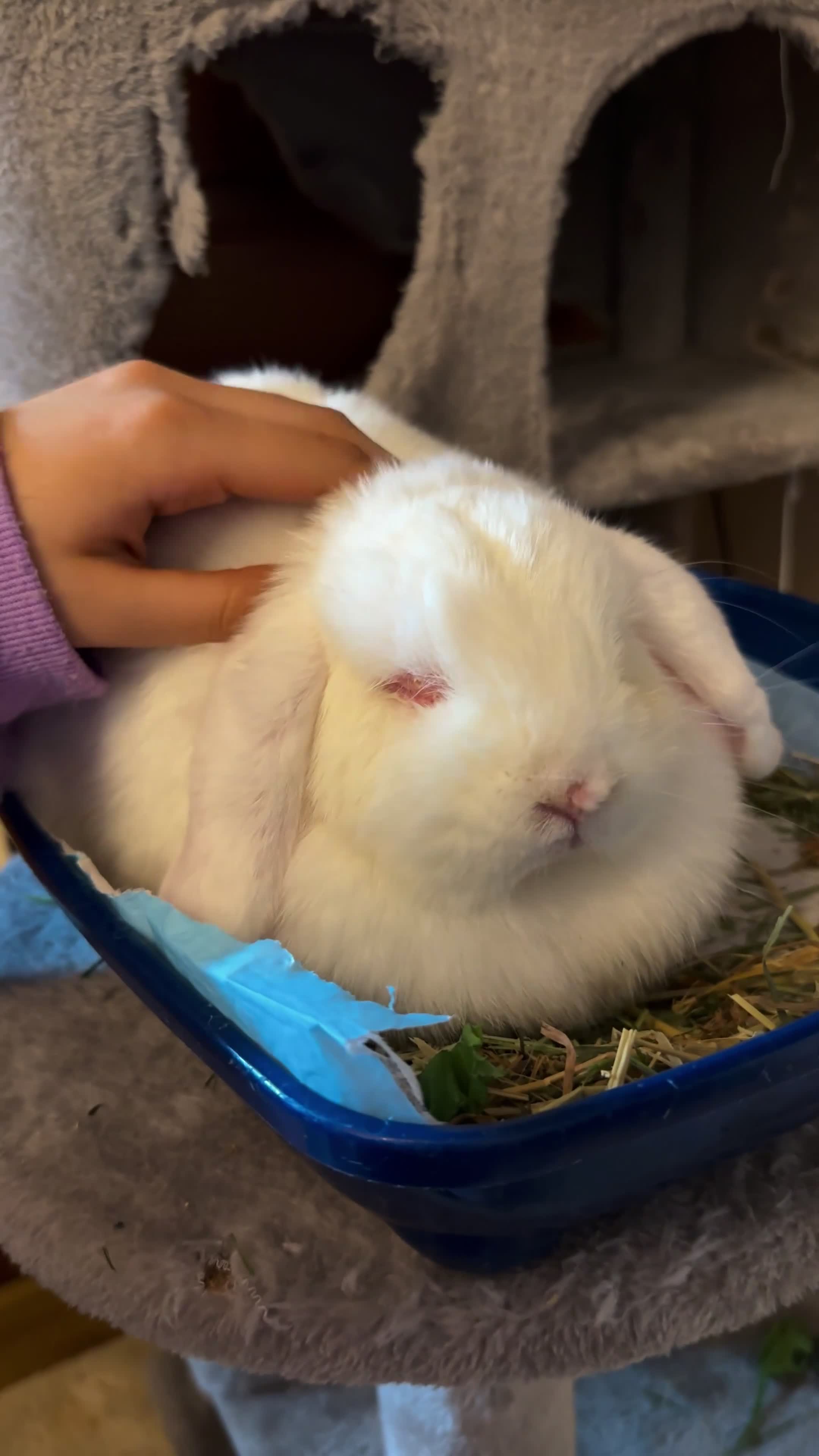 Mini Lop rabbits for sale: Cute, friendly white female mini lop bunny  - Video 1