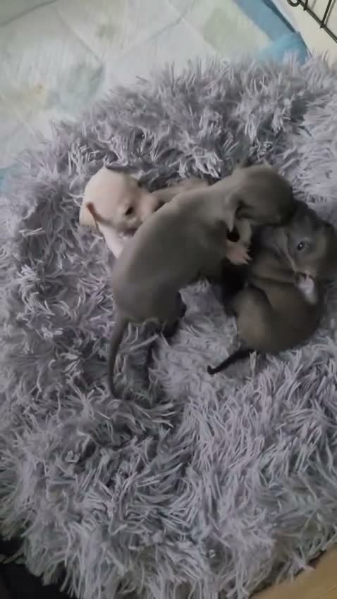 Italian Greyhound dogs for sale: Italian greyhound  in Telford - Video 1
