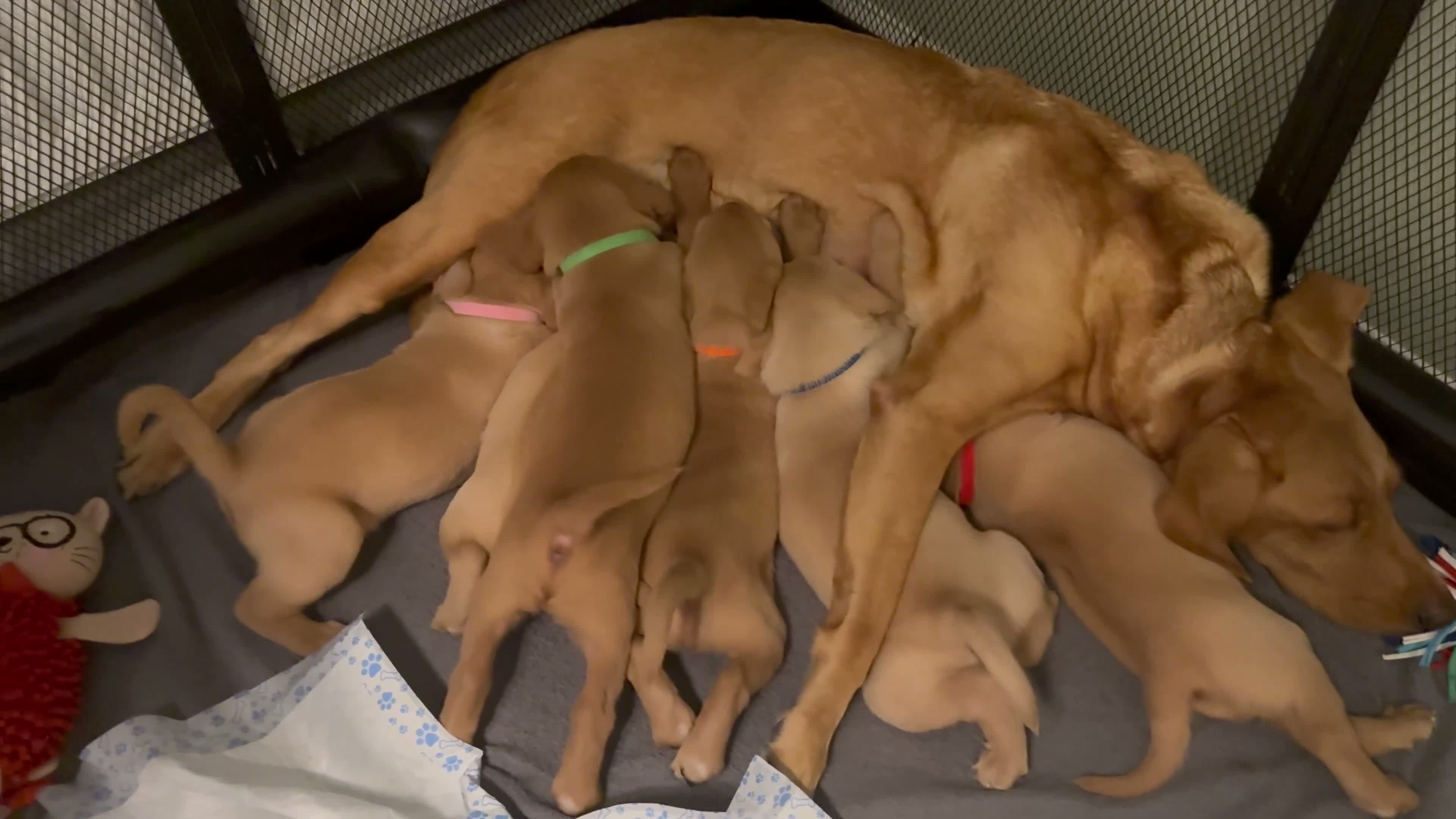 Labrador Retriever dogs for sale: Beautiful pure labrador retriever puppies. - Video 2