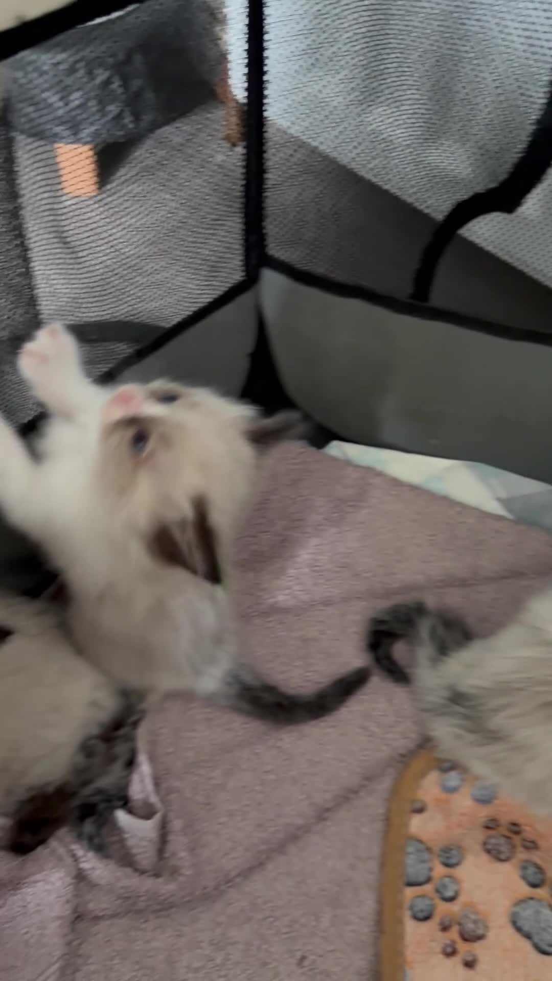 Ragdoll cats for sale: Ragdoll - Video 1