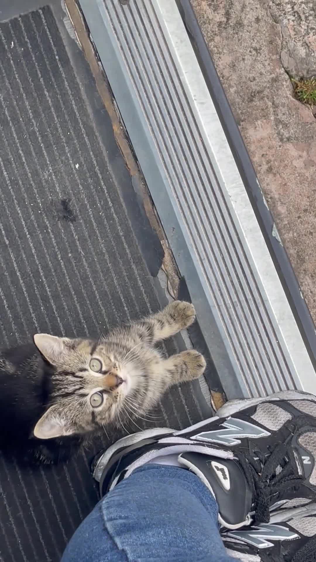 Mixed Breed cats for sale: Beautiful 9-Weeks Ready for Their New Home in Stoke-on-Trent - Video 1