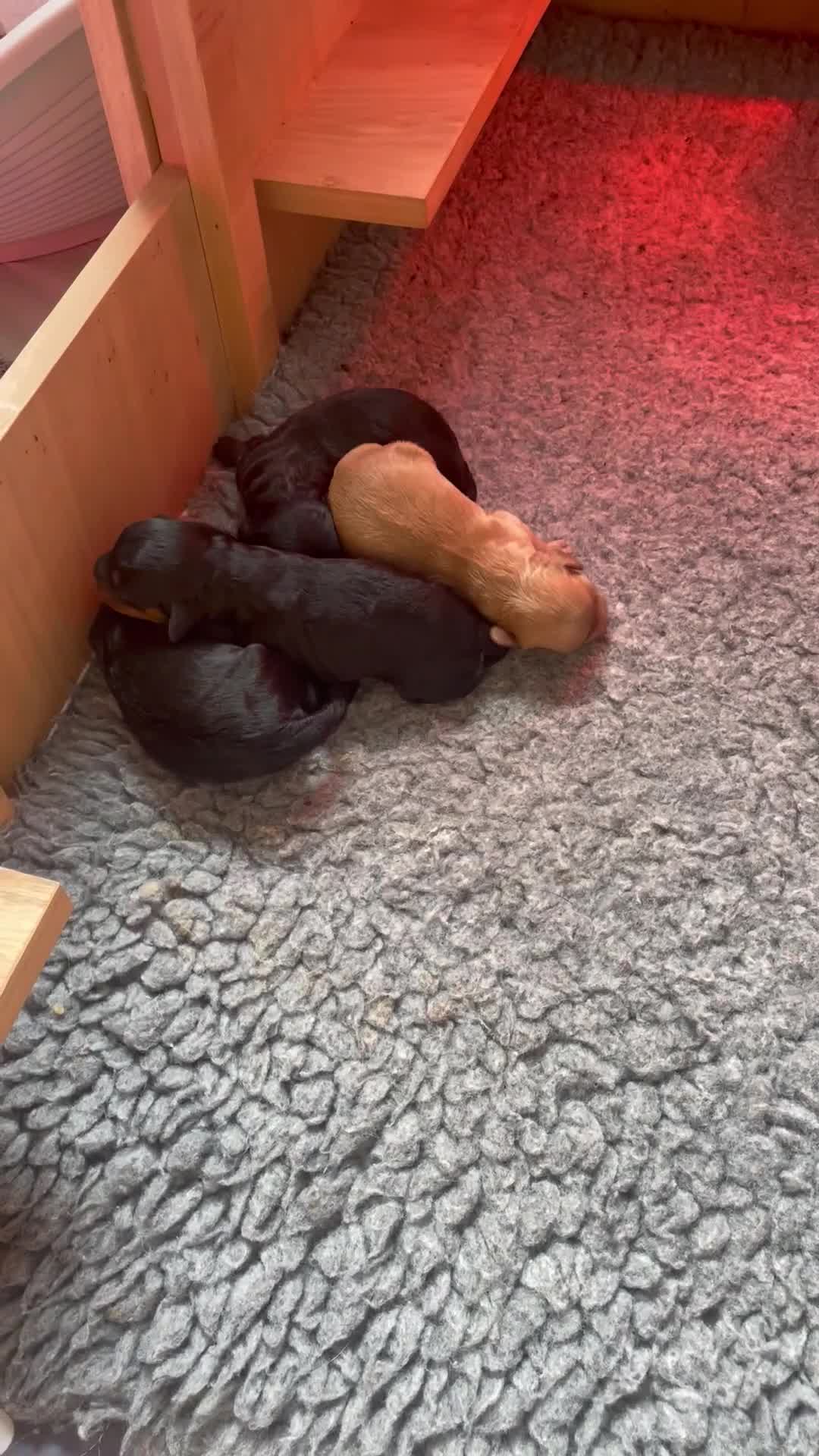 Cavapoo dogs for sale: Cavapoo - Video 1