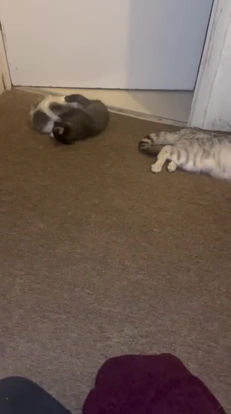 British Longhair cats for sale: British Longhair kittens Two  - Video 1