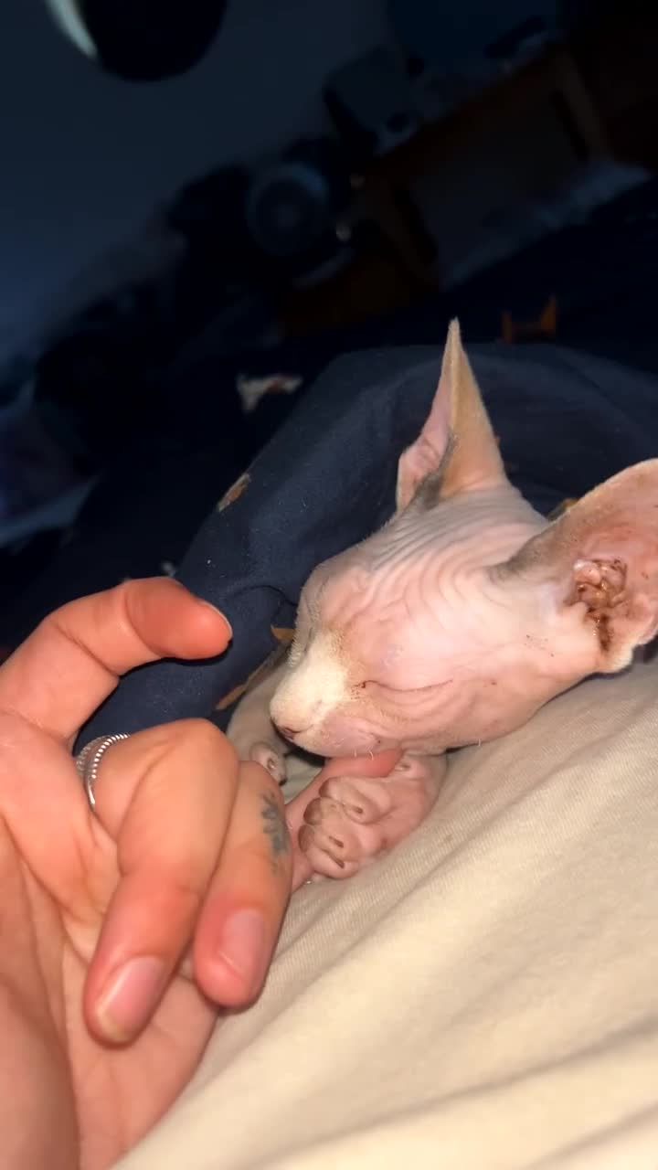 Sphynx cats for sale: Female Sphynx for Rehoming - Video 1