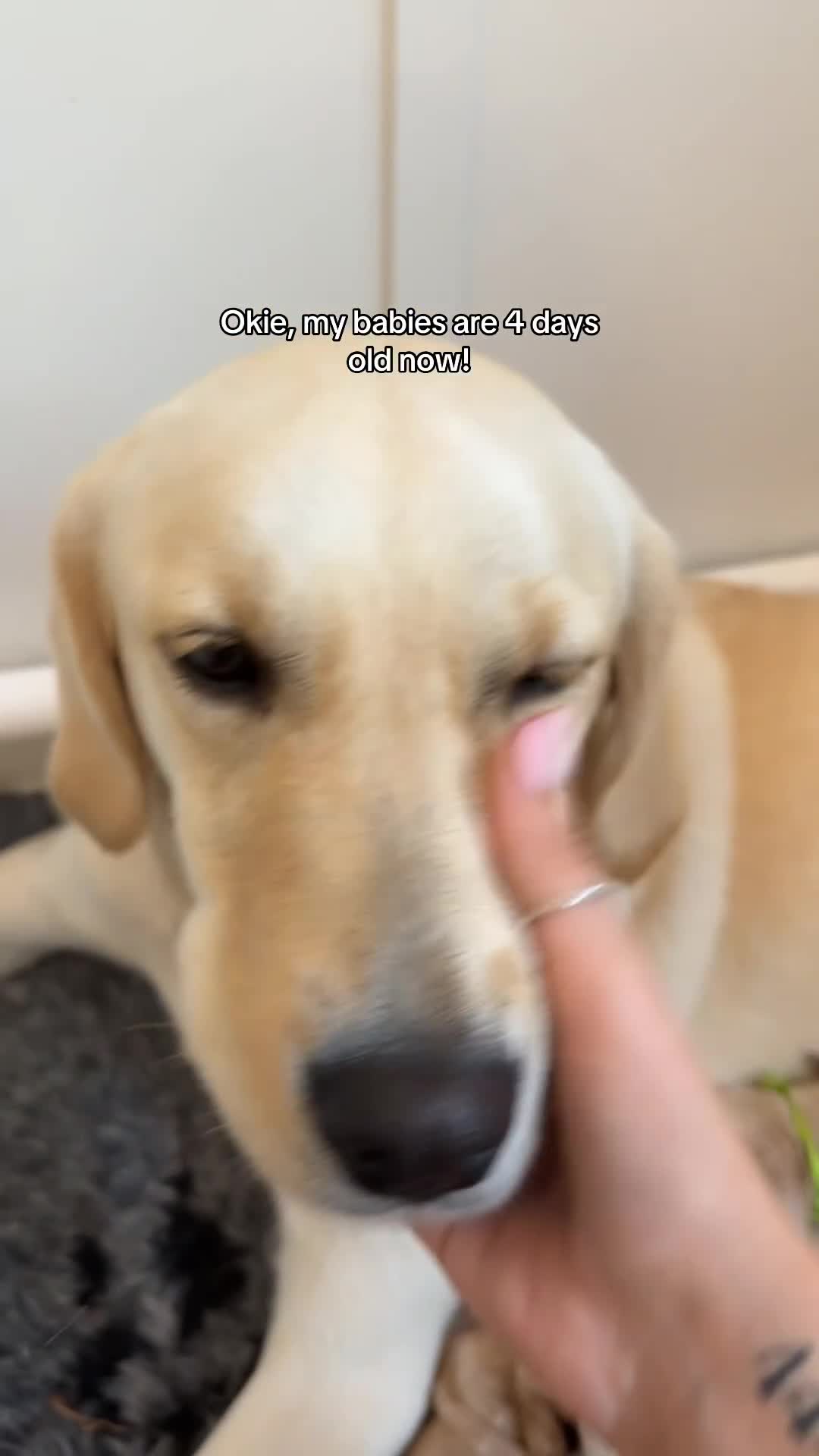 Goldador dogs for sale: A Special Litter of Goldador Puppies - Video 4